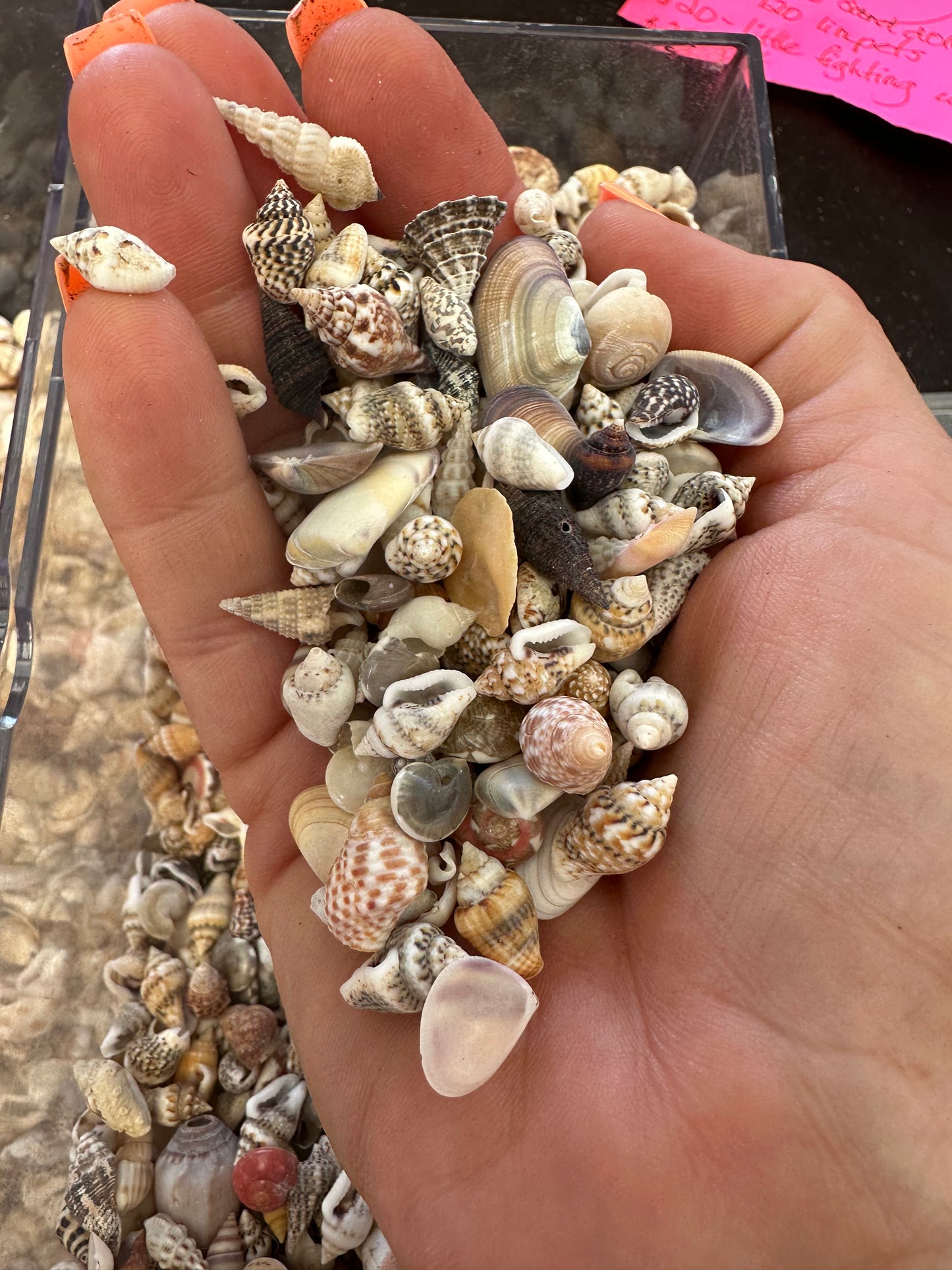 Mini seashells