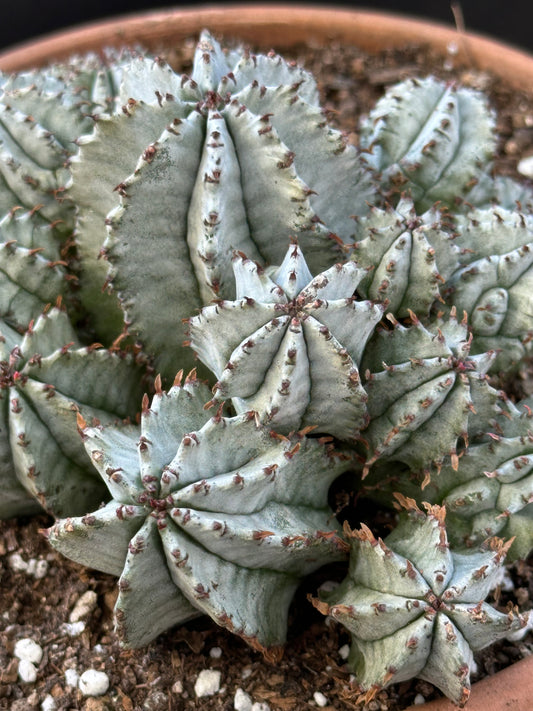 Euphorbia Horrida Cluster