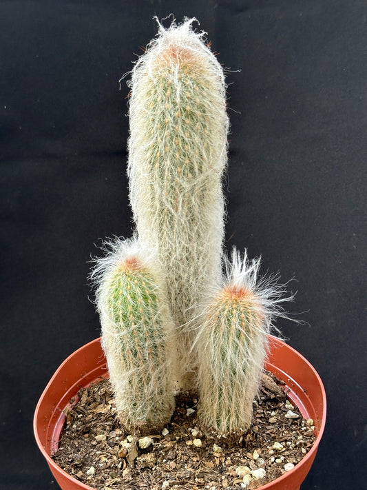 Cleistocactus strausii - Silver Torch or Wooly Torch