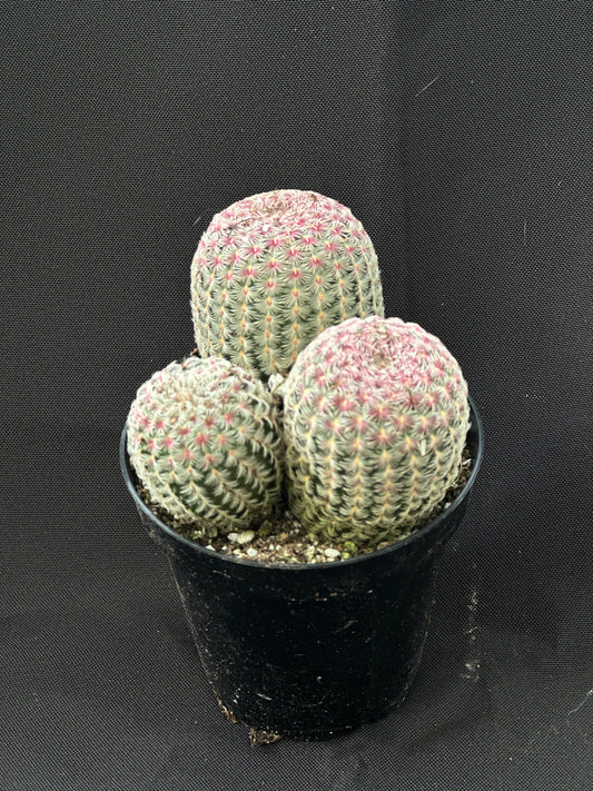 Rainbow Hedgehog Cactus Cluster