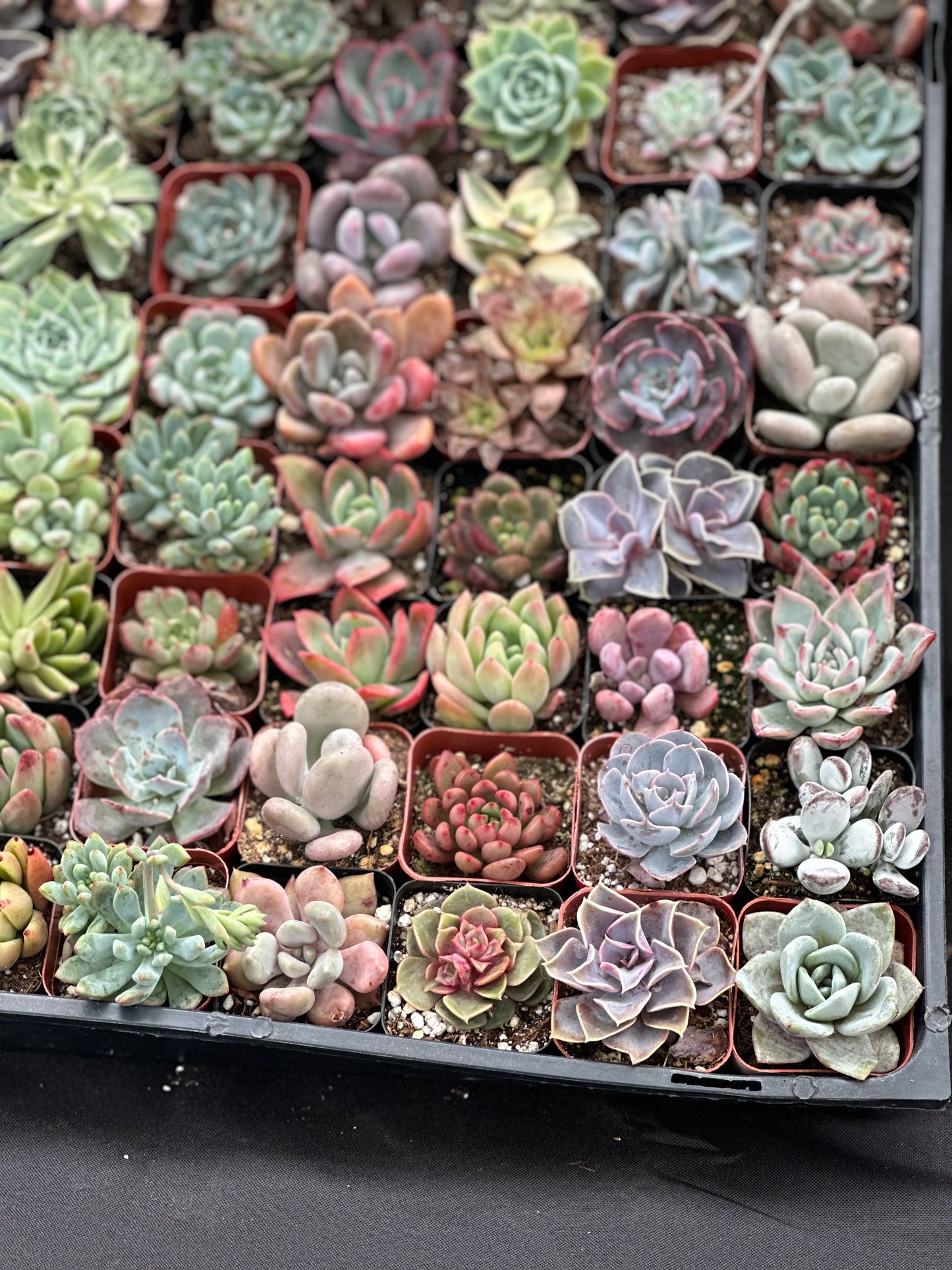 Full Flat Special 64 succulents in 2” pots