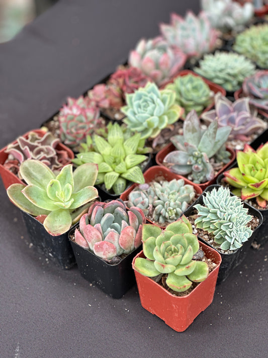 Half Flat Special - 32 succulents in 2” pots
