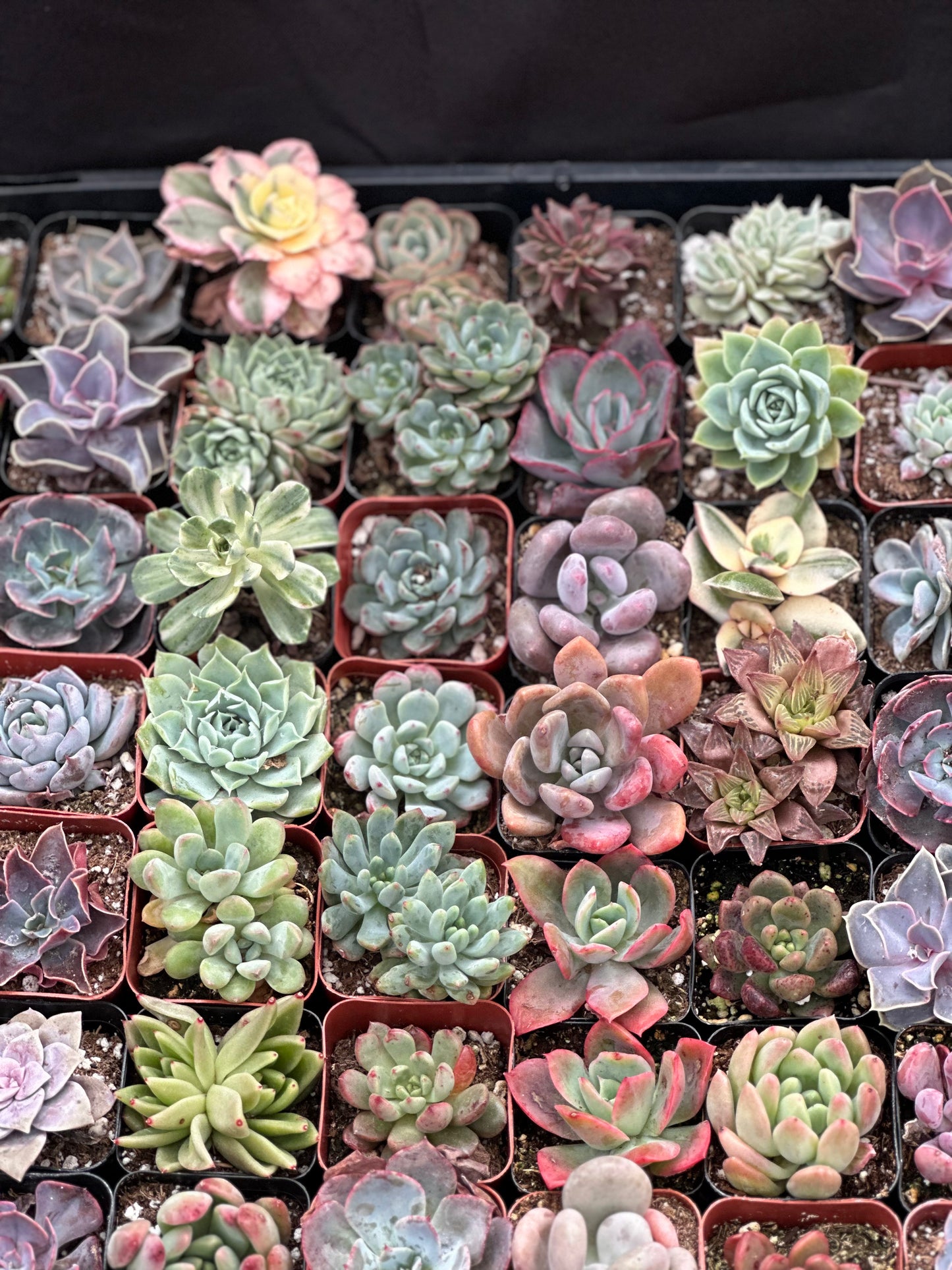 Full Flat Special 64 succulents in 2” pots