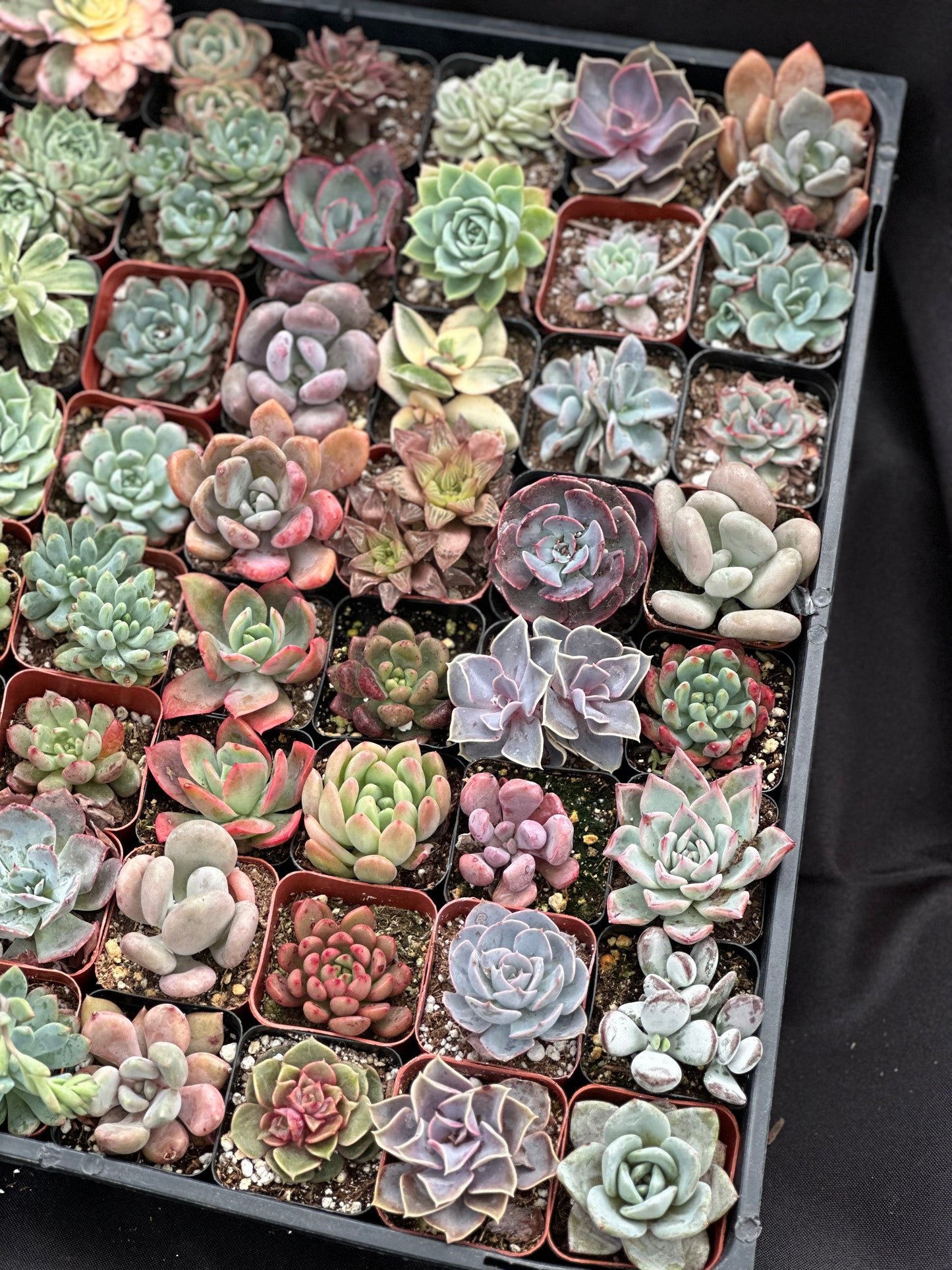 Full Flat Special 64 succulents in 2” pots