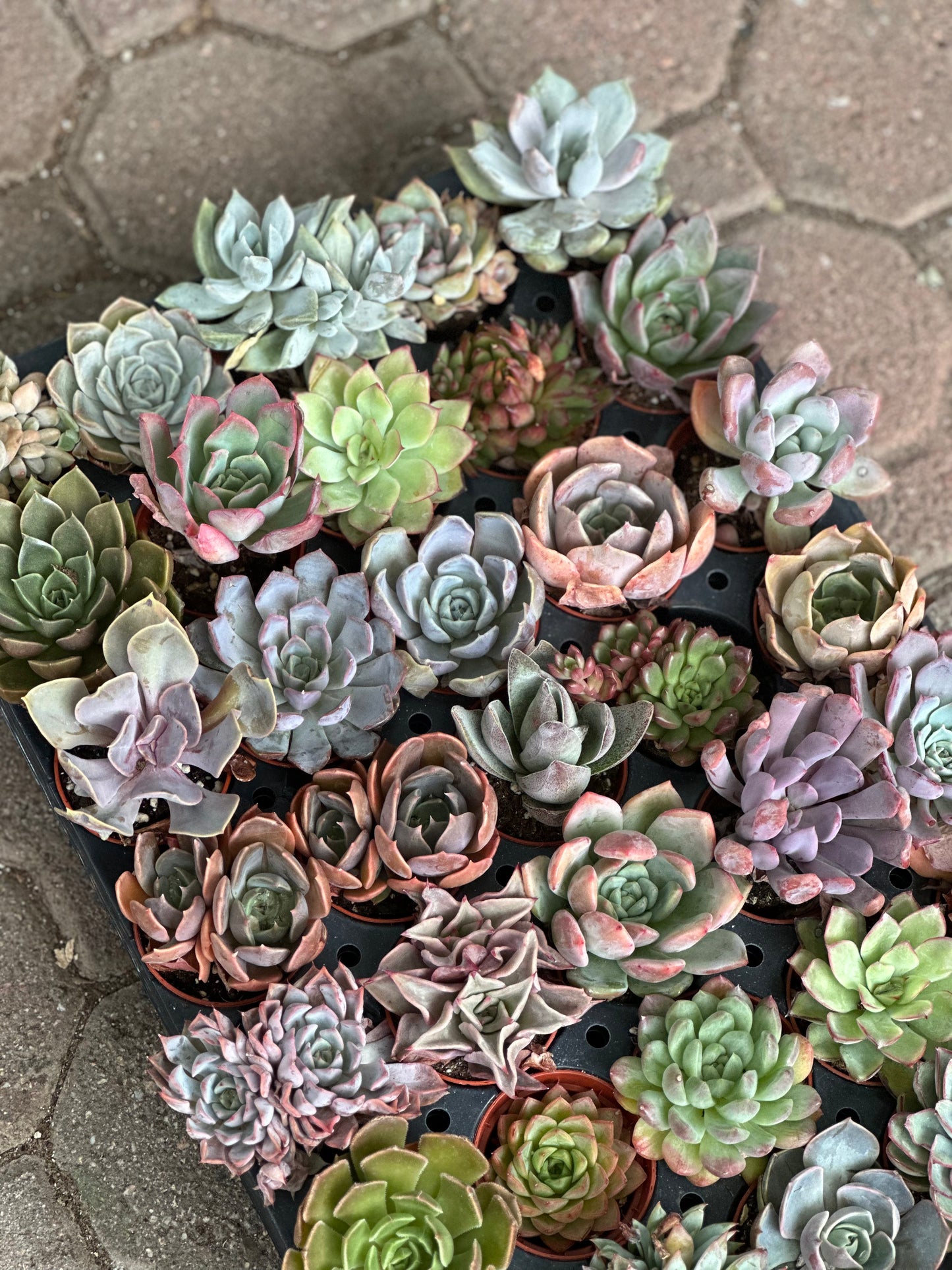 Rosette Tray - 40 Succulents Per Tray