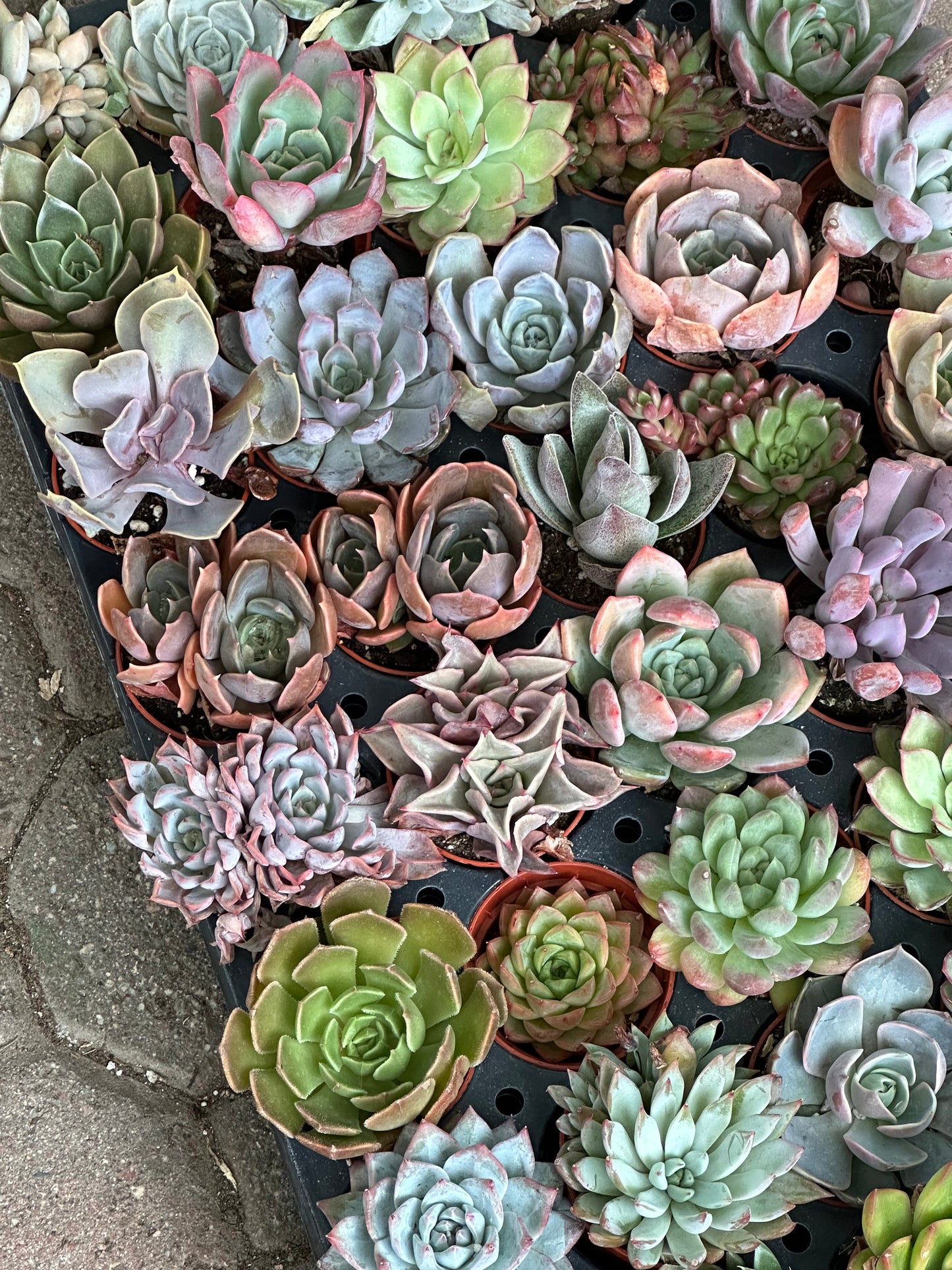 Rosette Tray - 40 Succulents Per Tray
