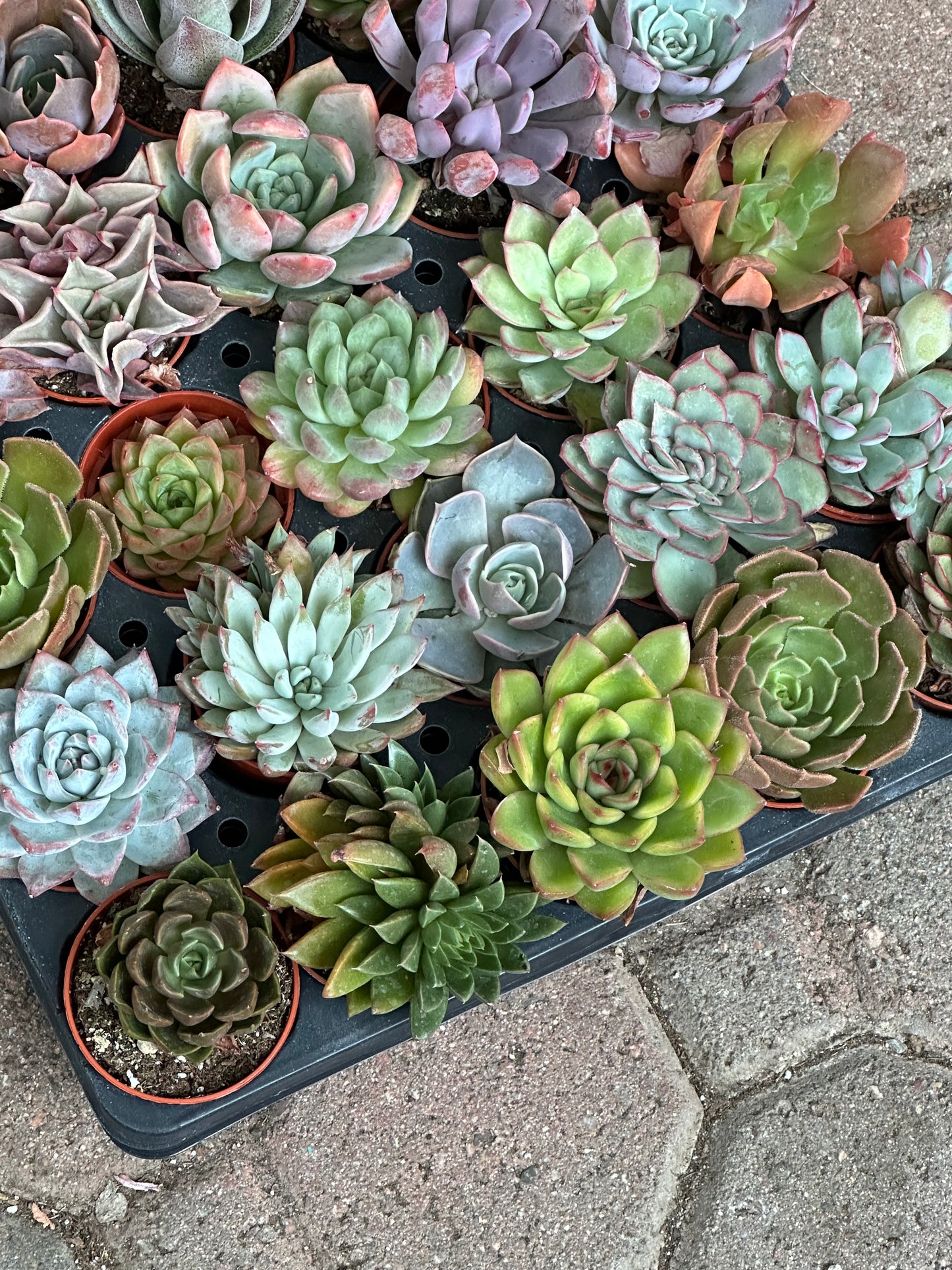 Rosette Tray - 40 Succulents Per Tray