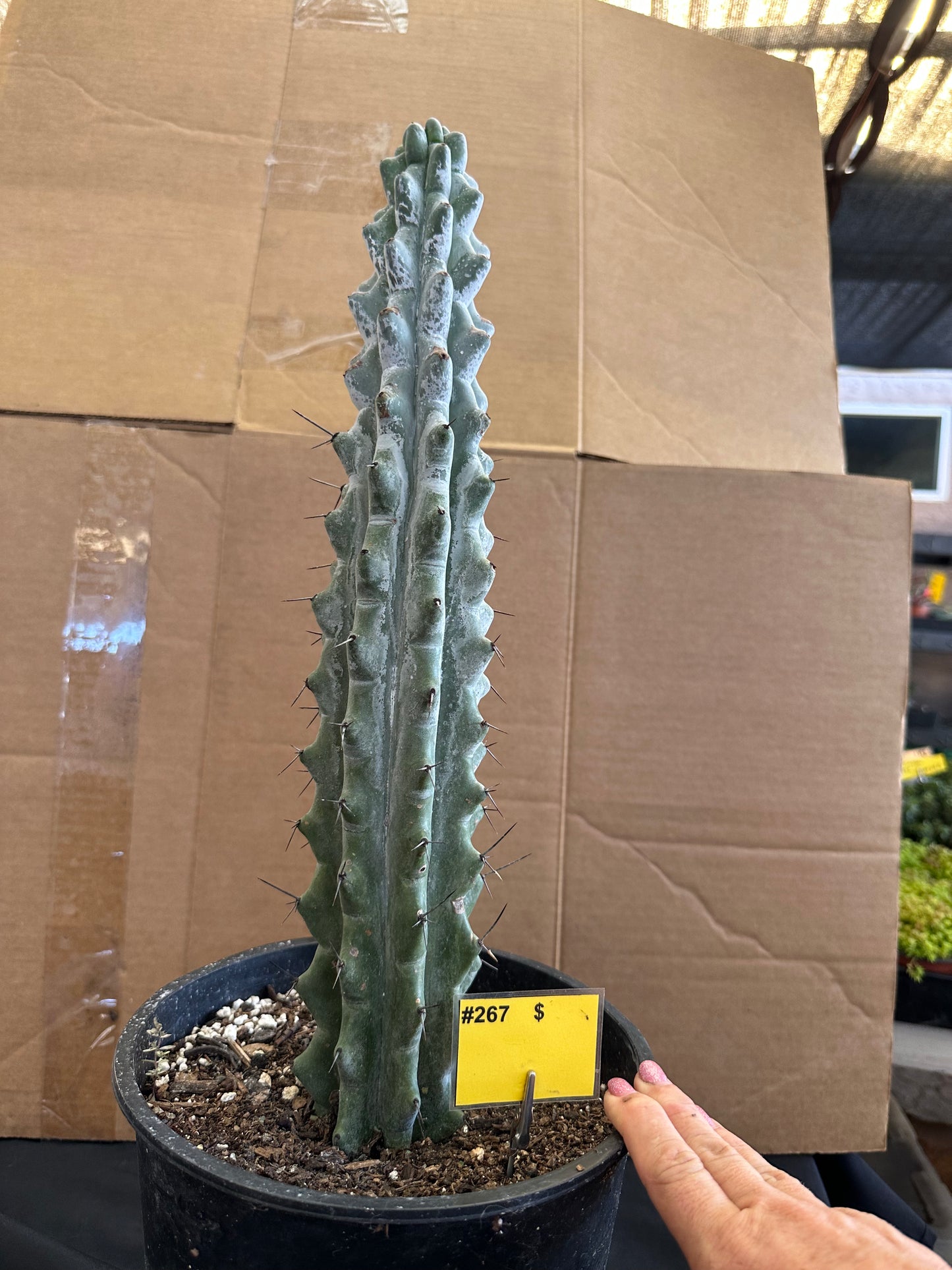 #525 Ornamental San Pedro cactus