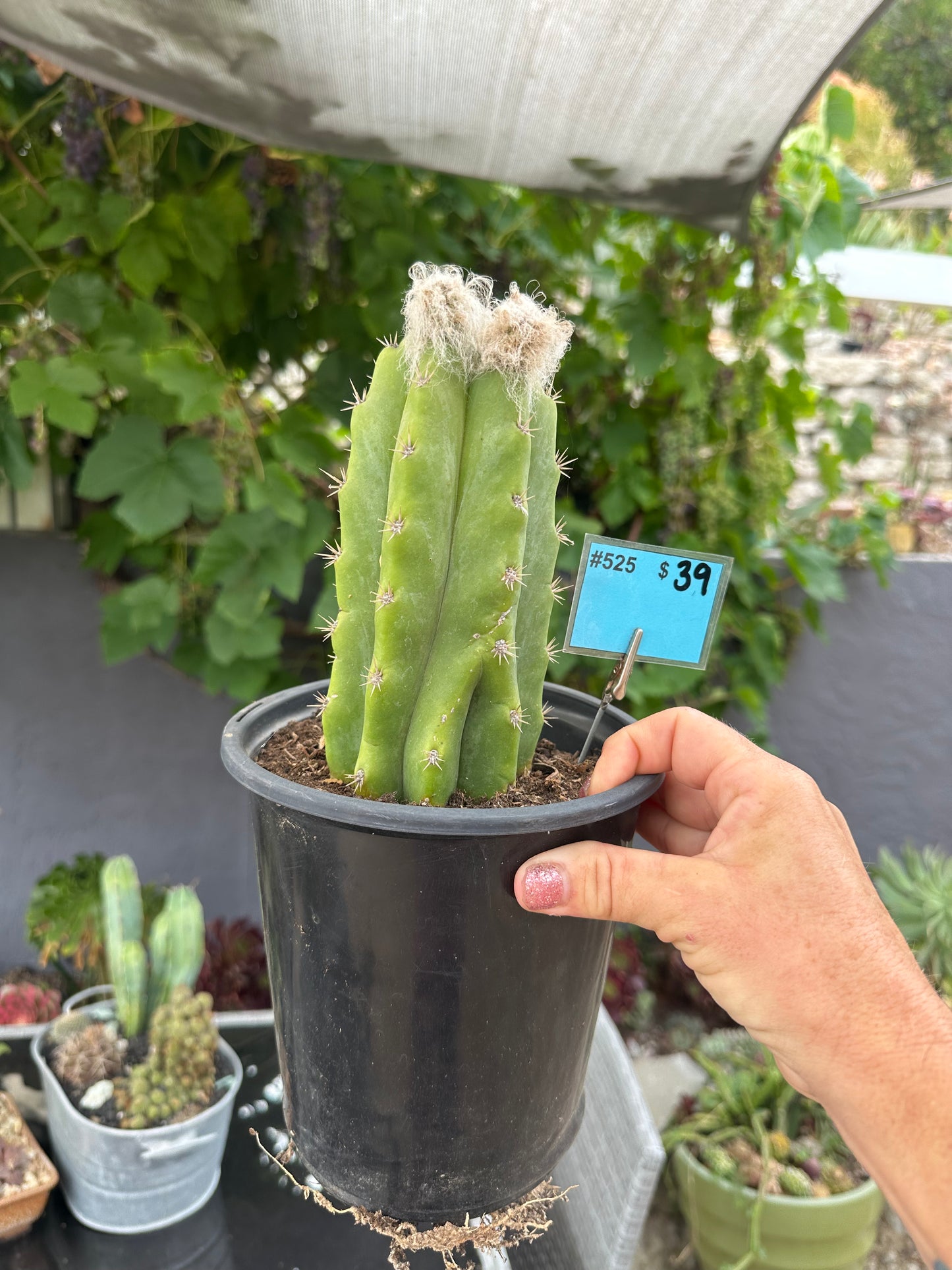 #525 Ornamental San Pedro cactus