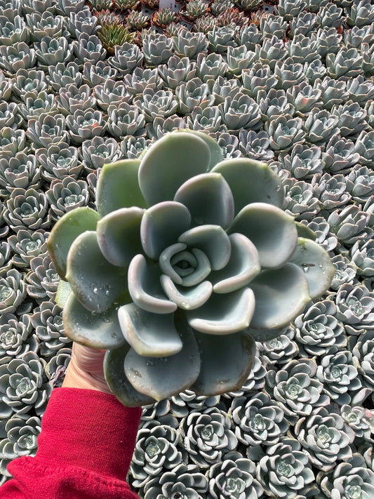 Echeveria Orpet - Tray of 40