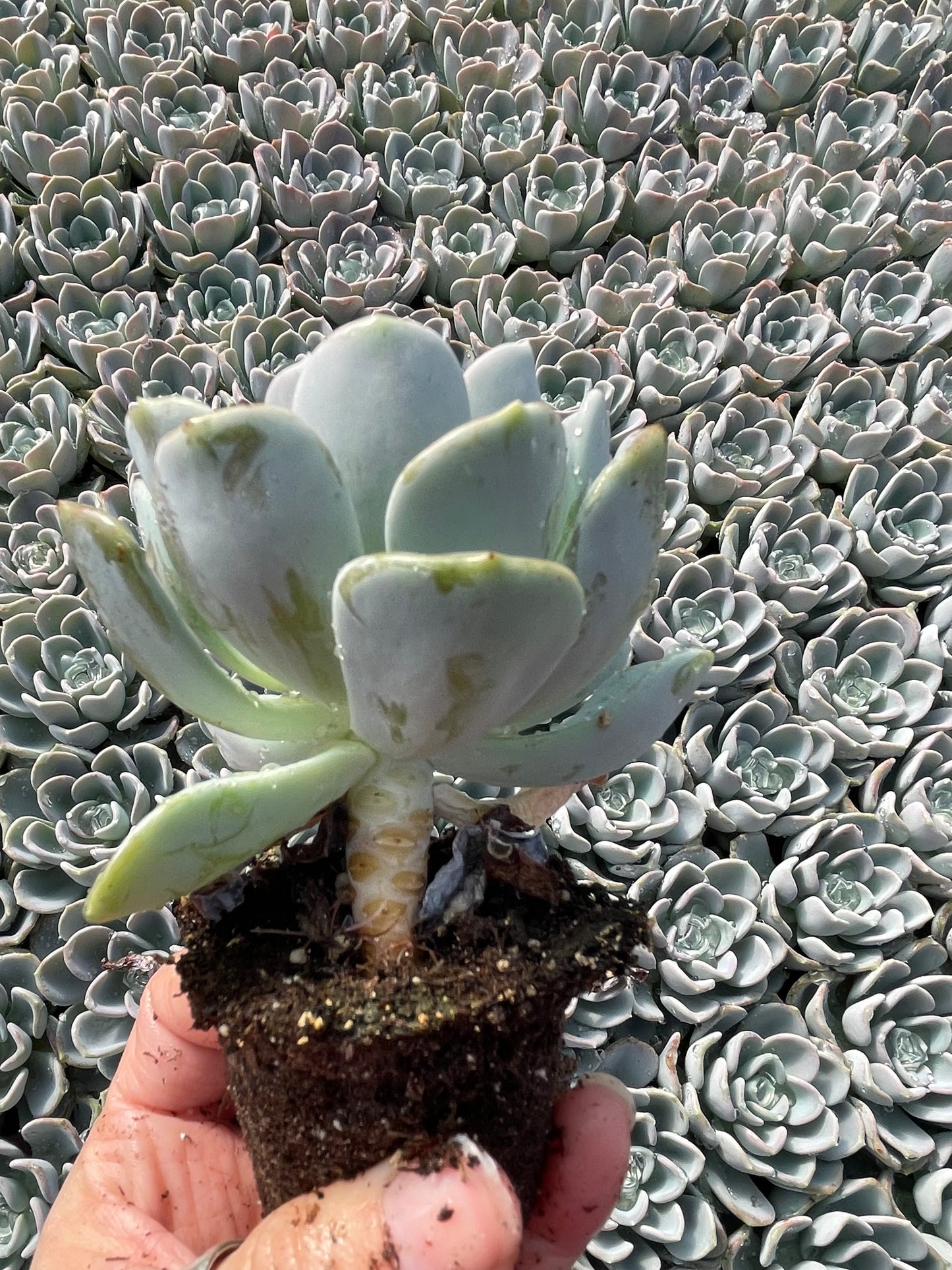Echeveria Orpet