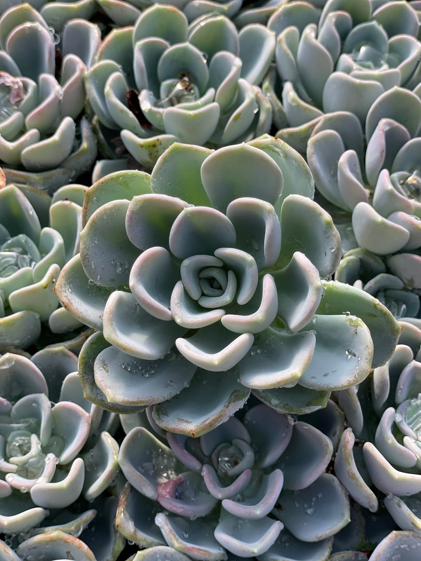Echeveria Orpet