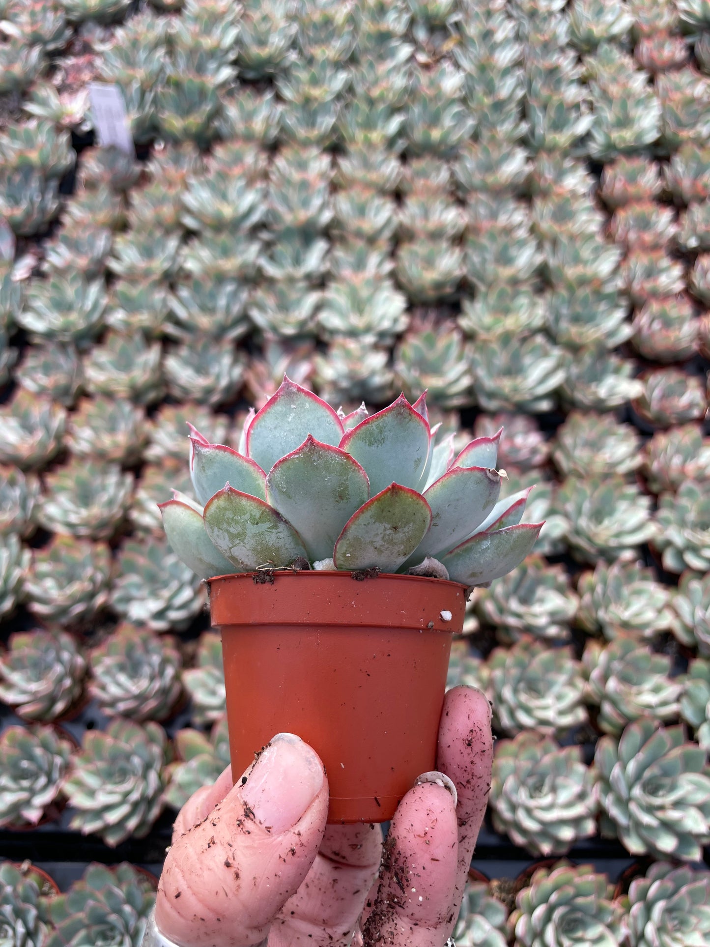 Echeveria Moonshine