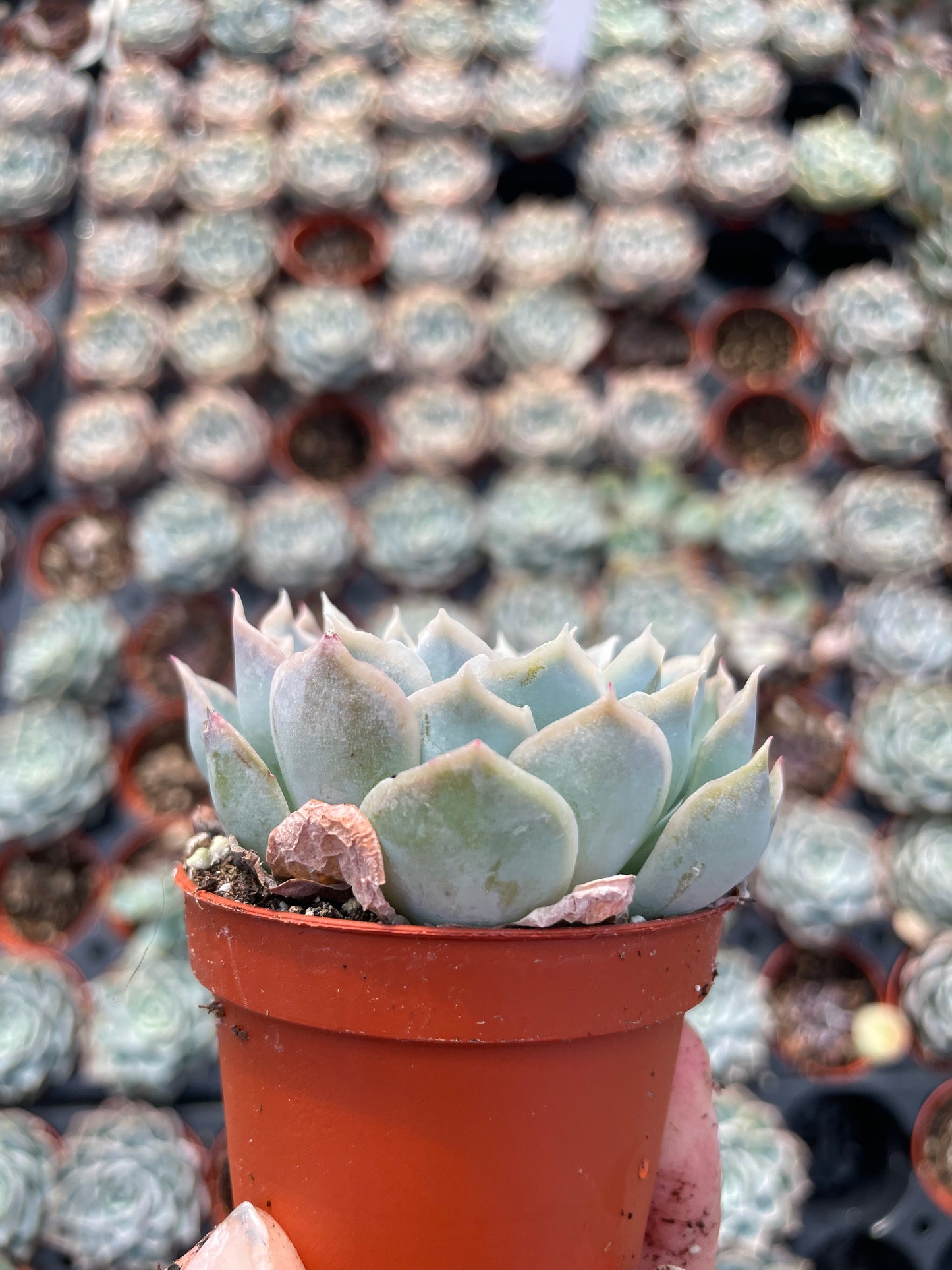 Echeveria Carino