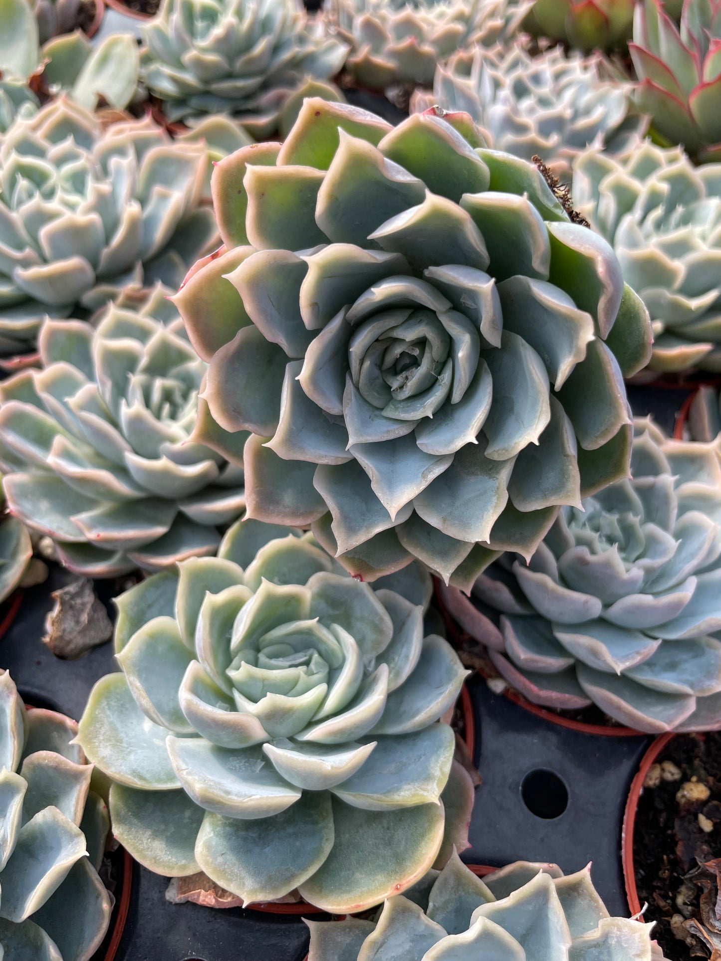 Echeveria Carino