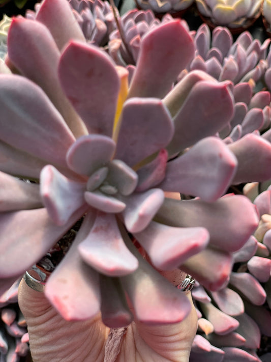 Echeveria Cupid - Tray of 40