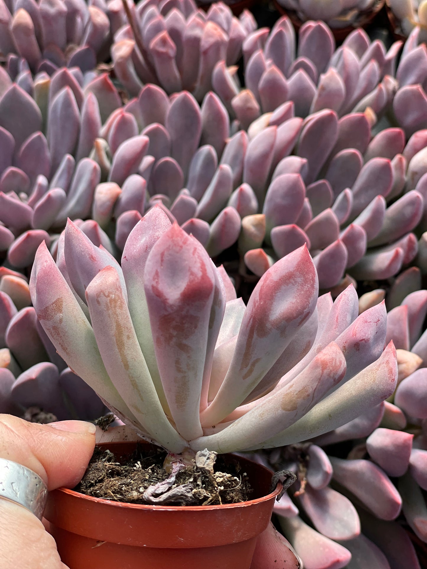 Echeveria Cupid