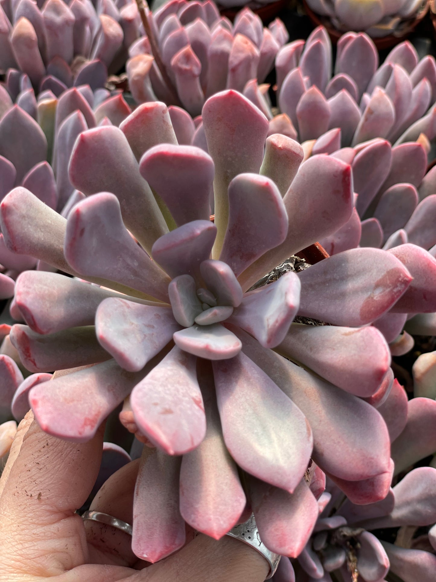 Echeveria Cupid