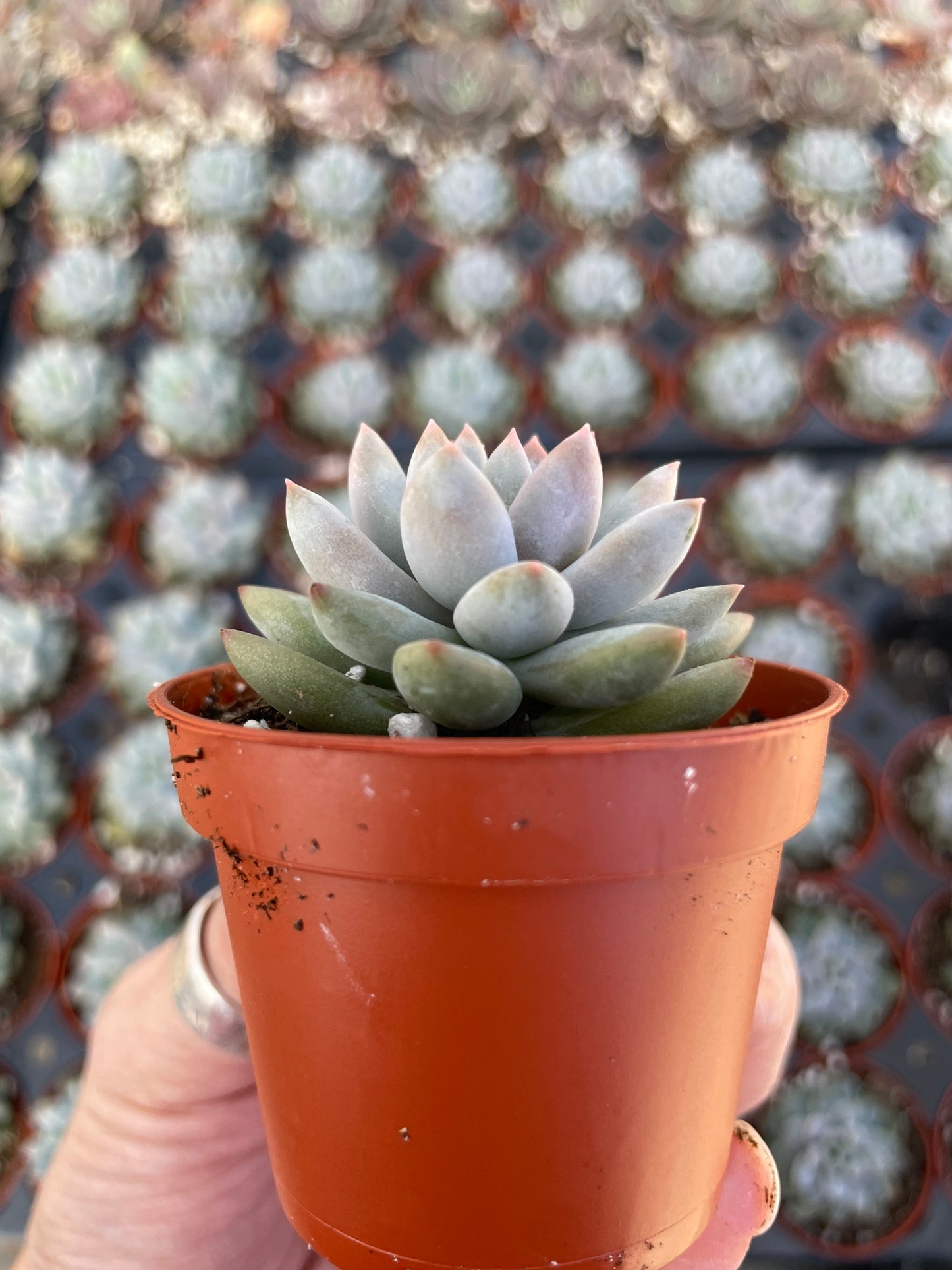 Echeveria Estrella