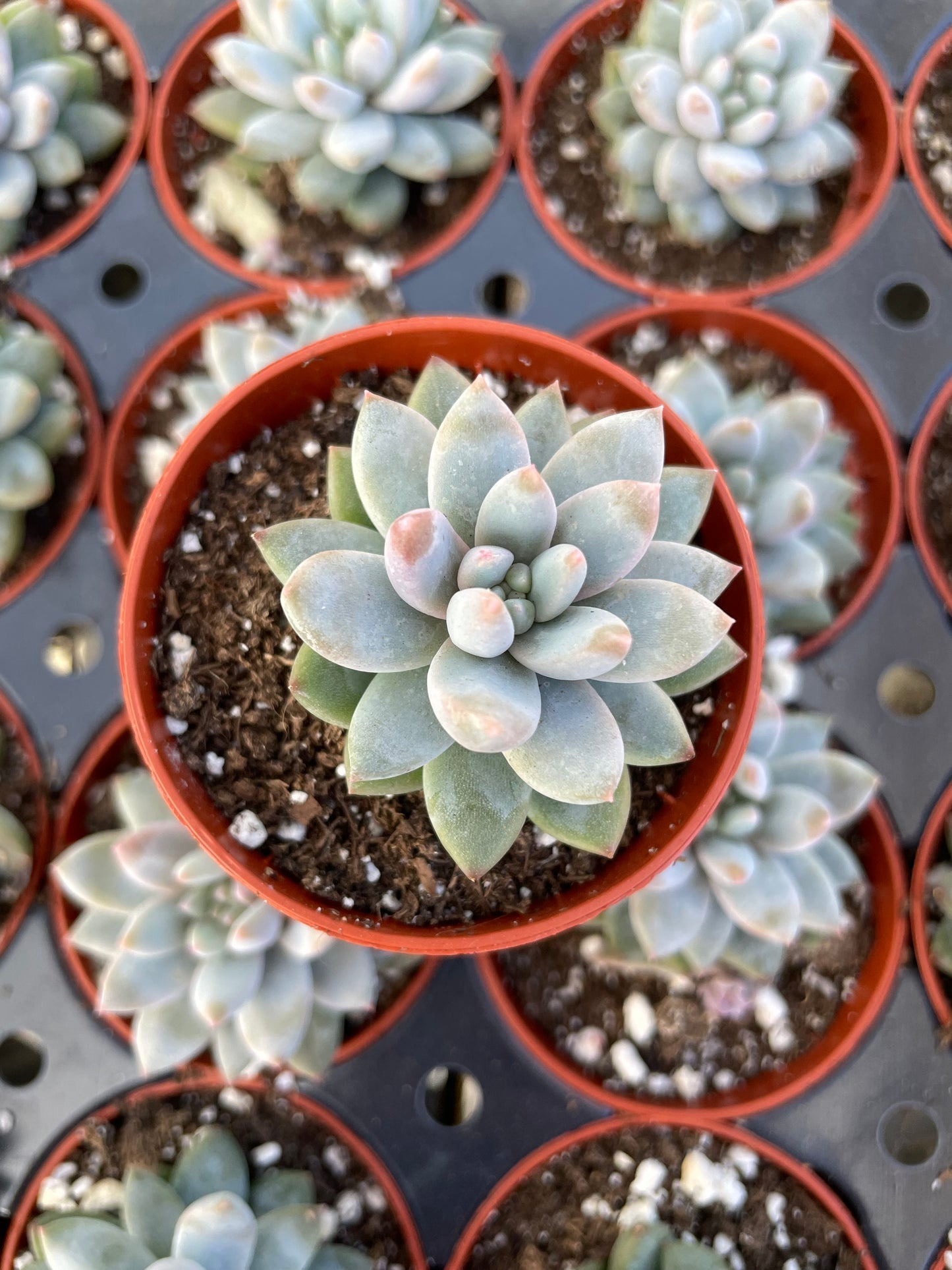 Echeveria Estrella