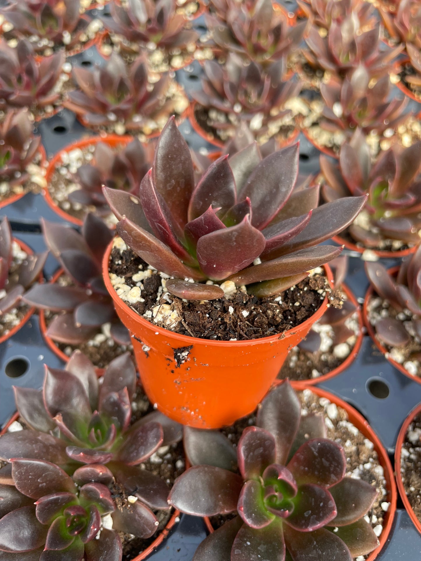 Echeveria Preta
