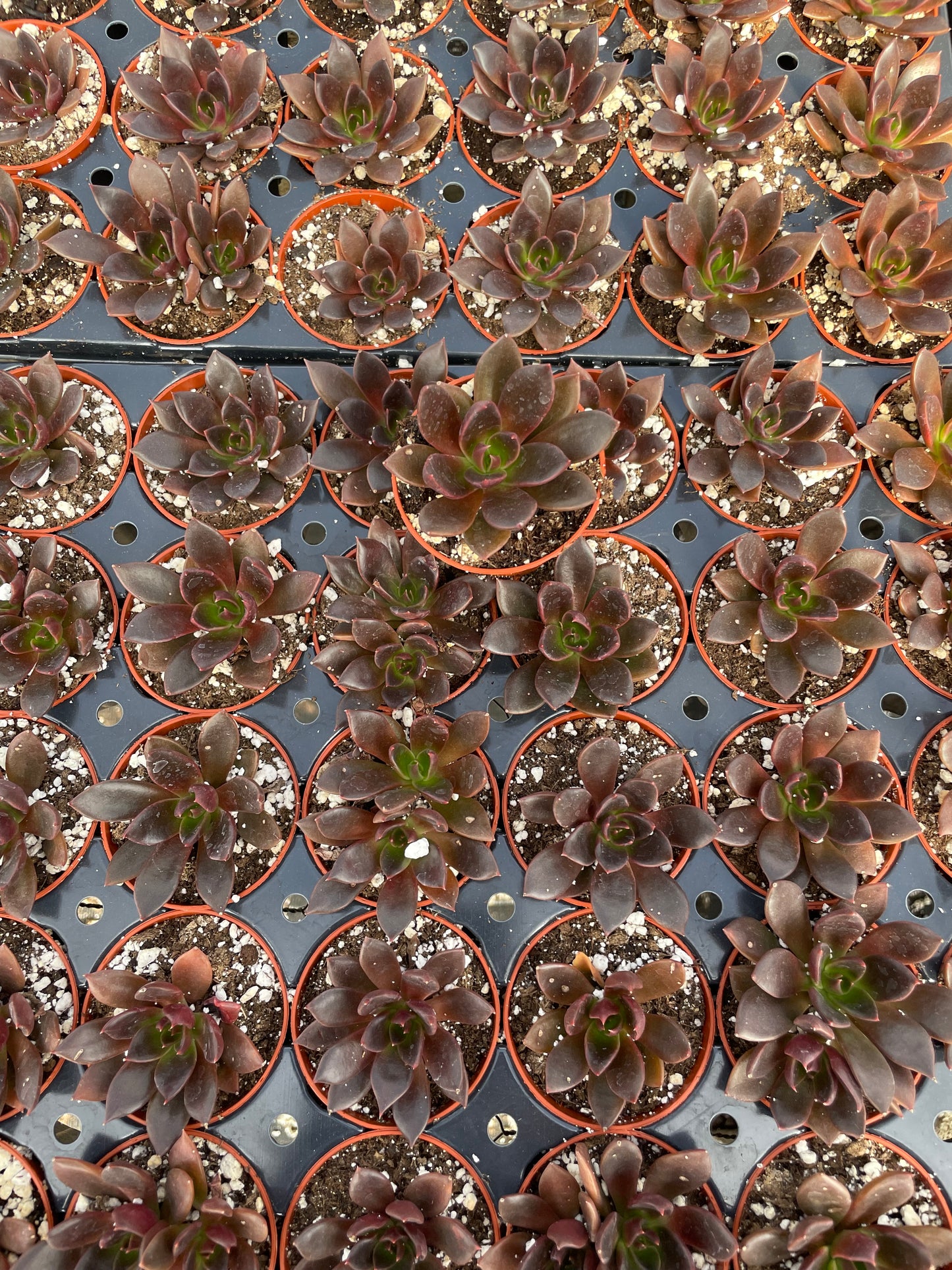 Echeveria Preta