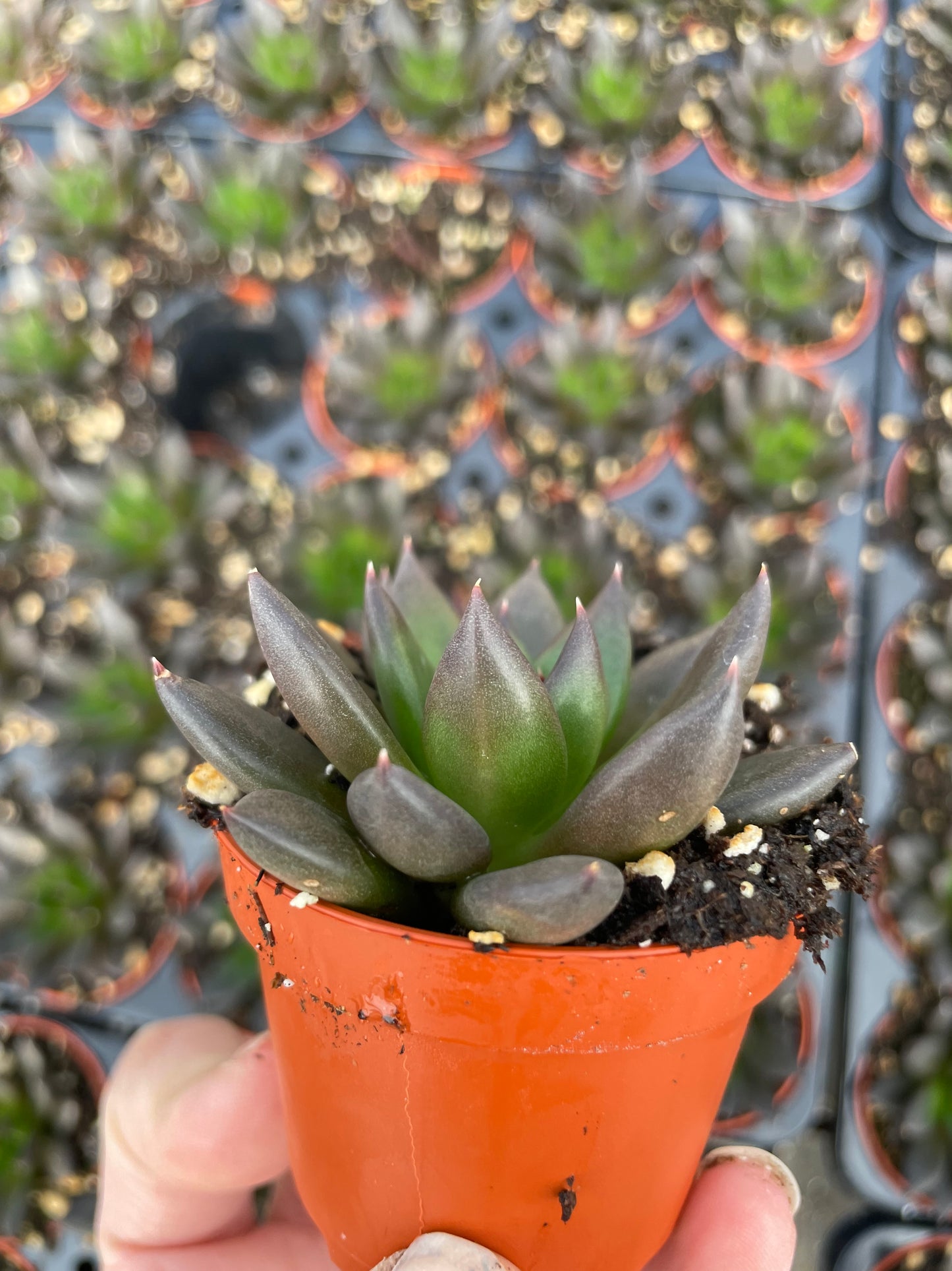 Echeveria New Black