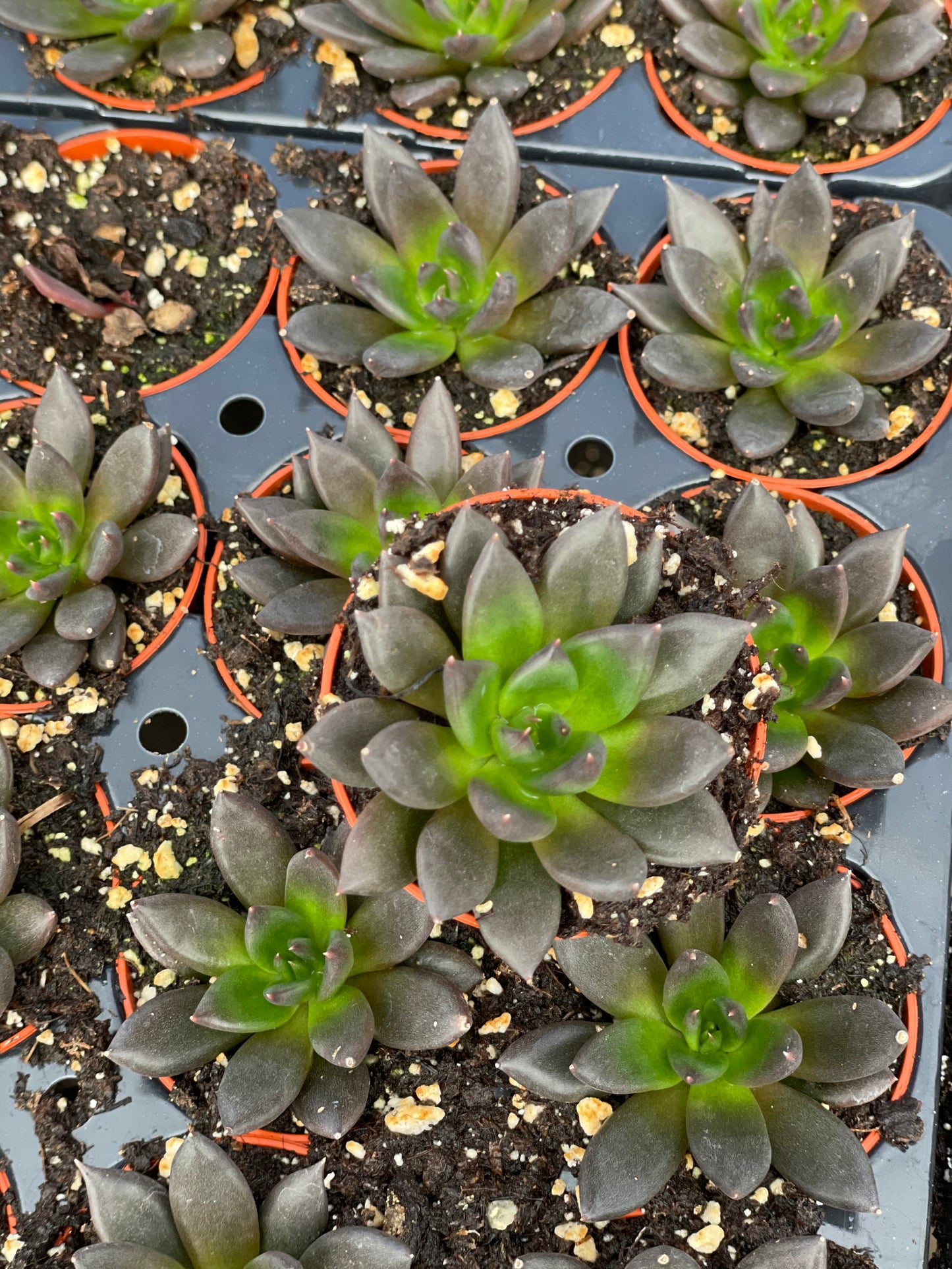 Echeveria New Black