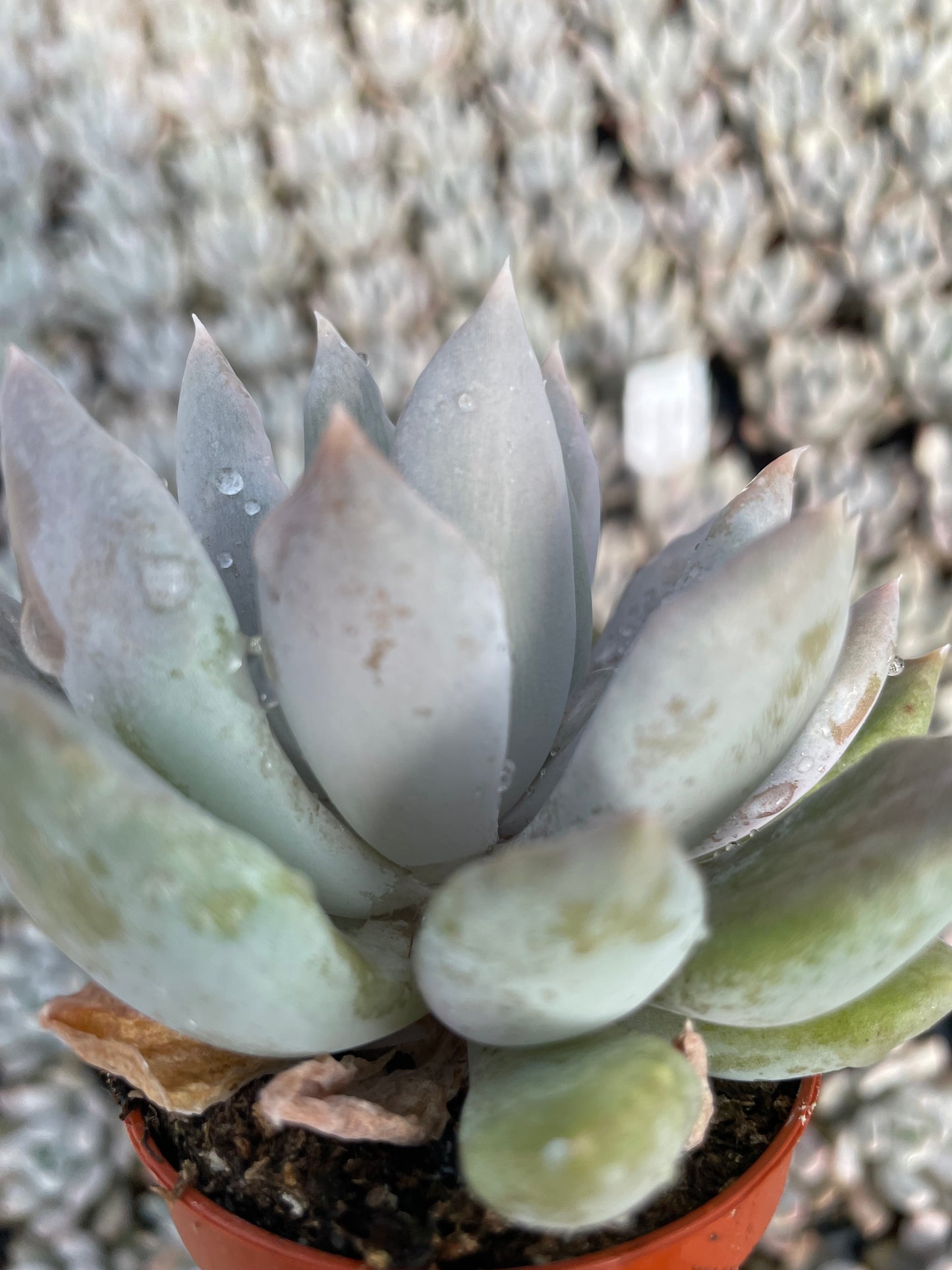 Echeveria Machette