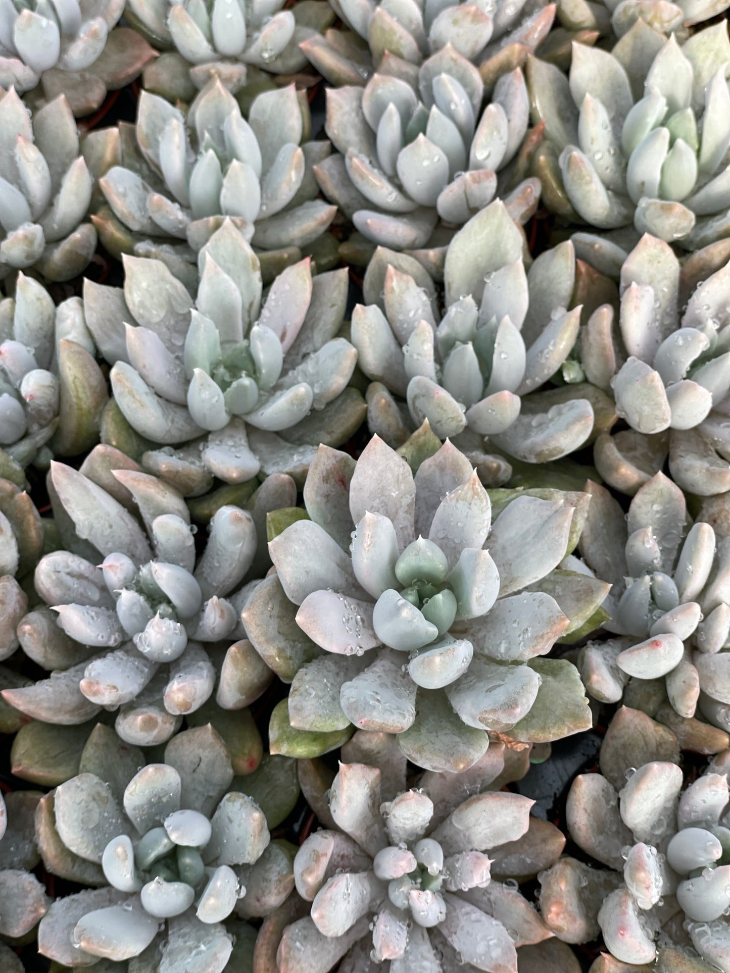 Echeveria Machette