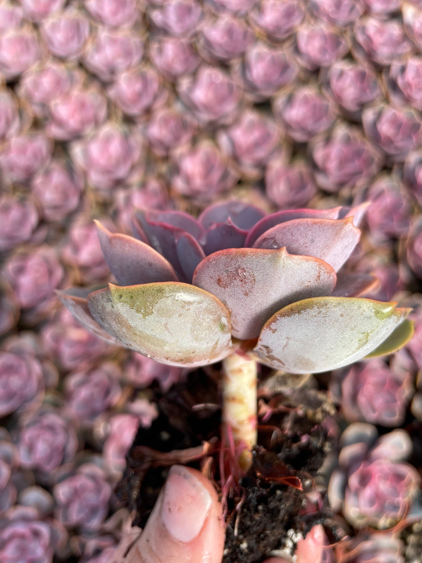 Echeveria Red Sky