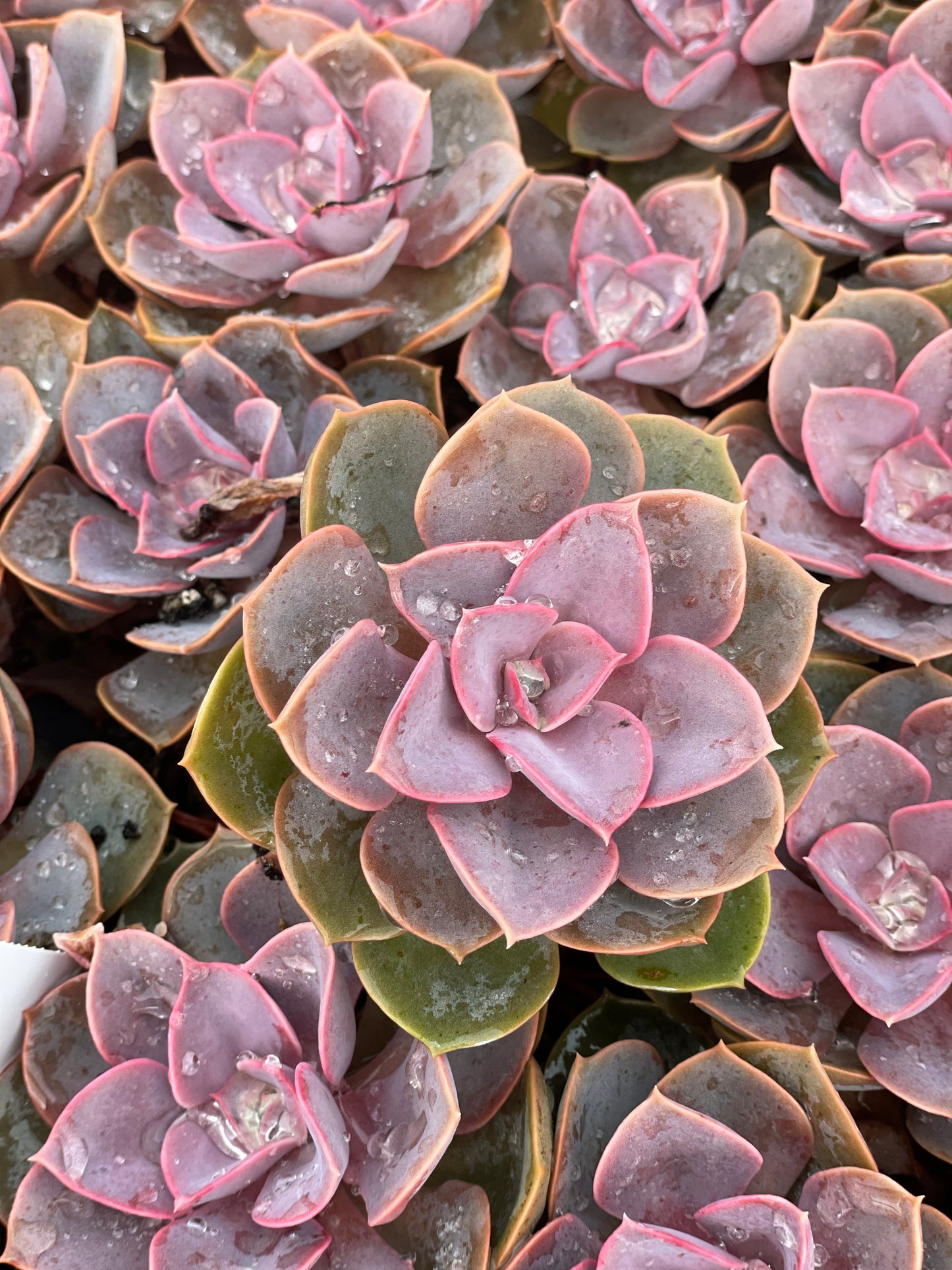 Echeveria Red Sky