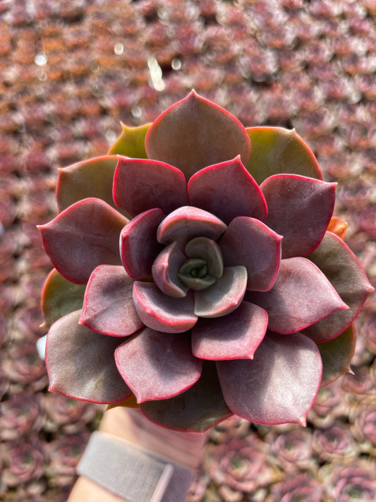 Echeveria Nina - Tray of 40