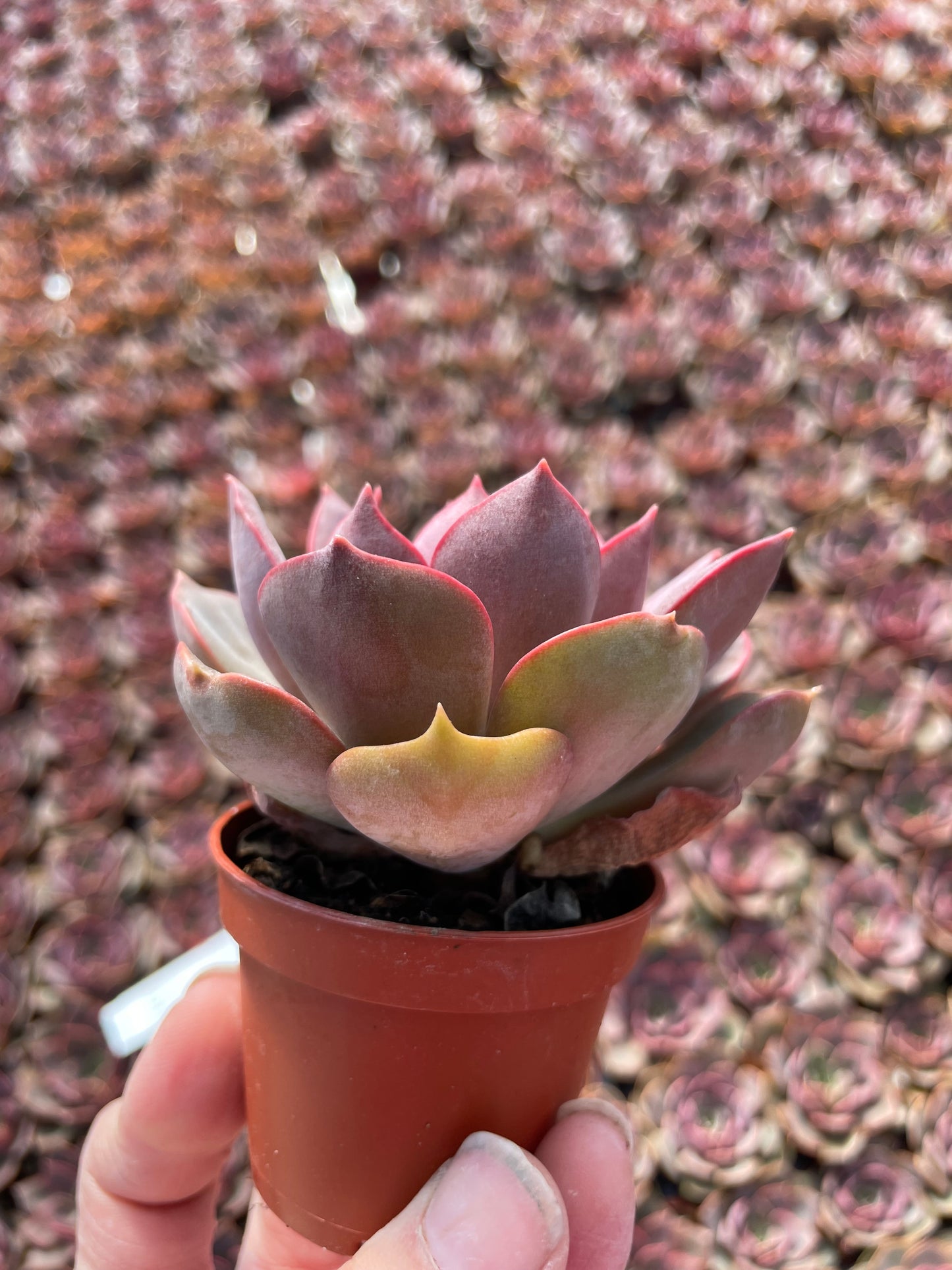 Echeveria Nina