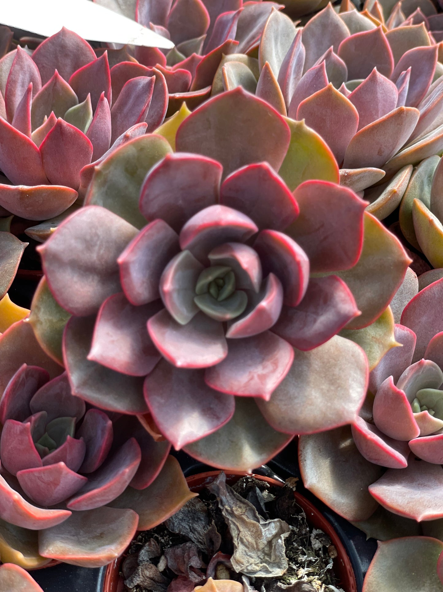 Echeveria Nina