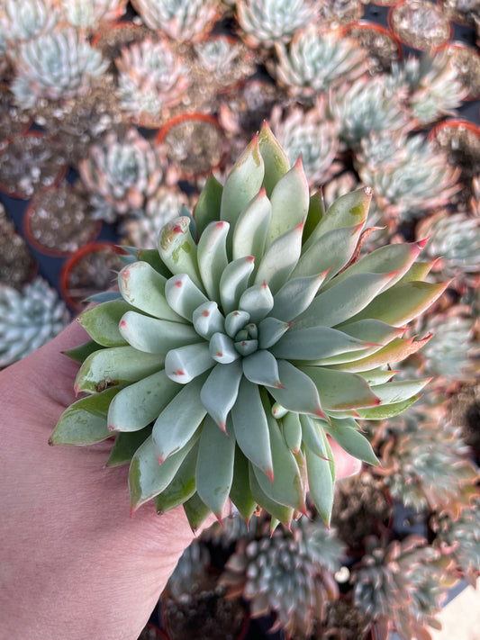 Echeveria Barca - Tray of 40