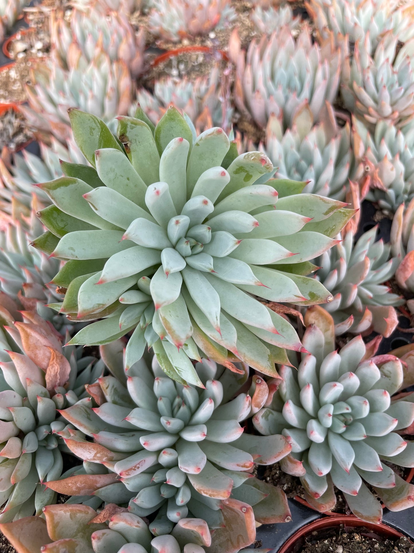 Echeveria Barca