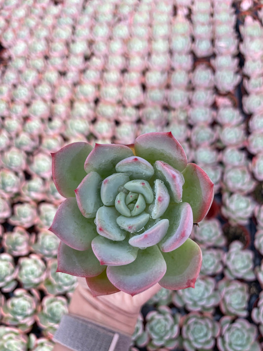 Echeveria Agavoides Salmon - Tray of 40
