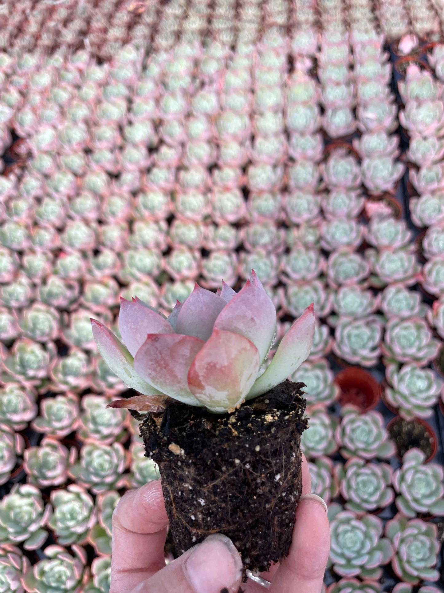 Echeveria Agavoides Salmon