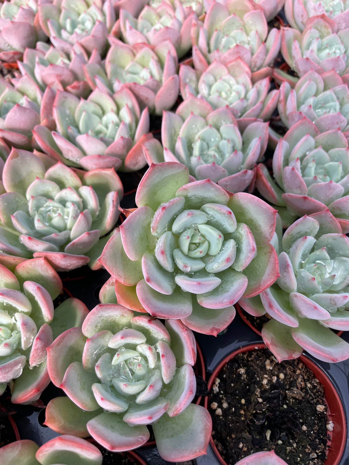 Echeveria Agavoides Salmon