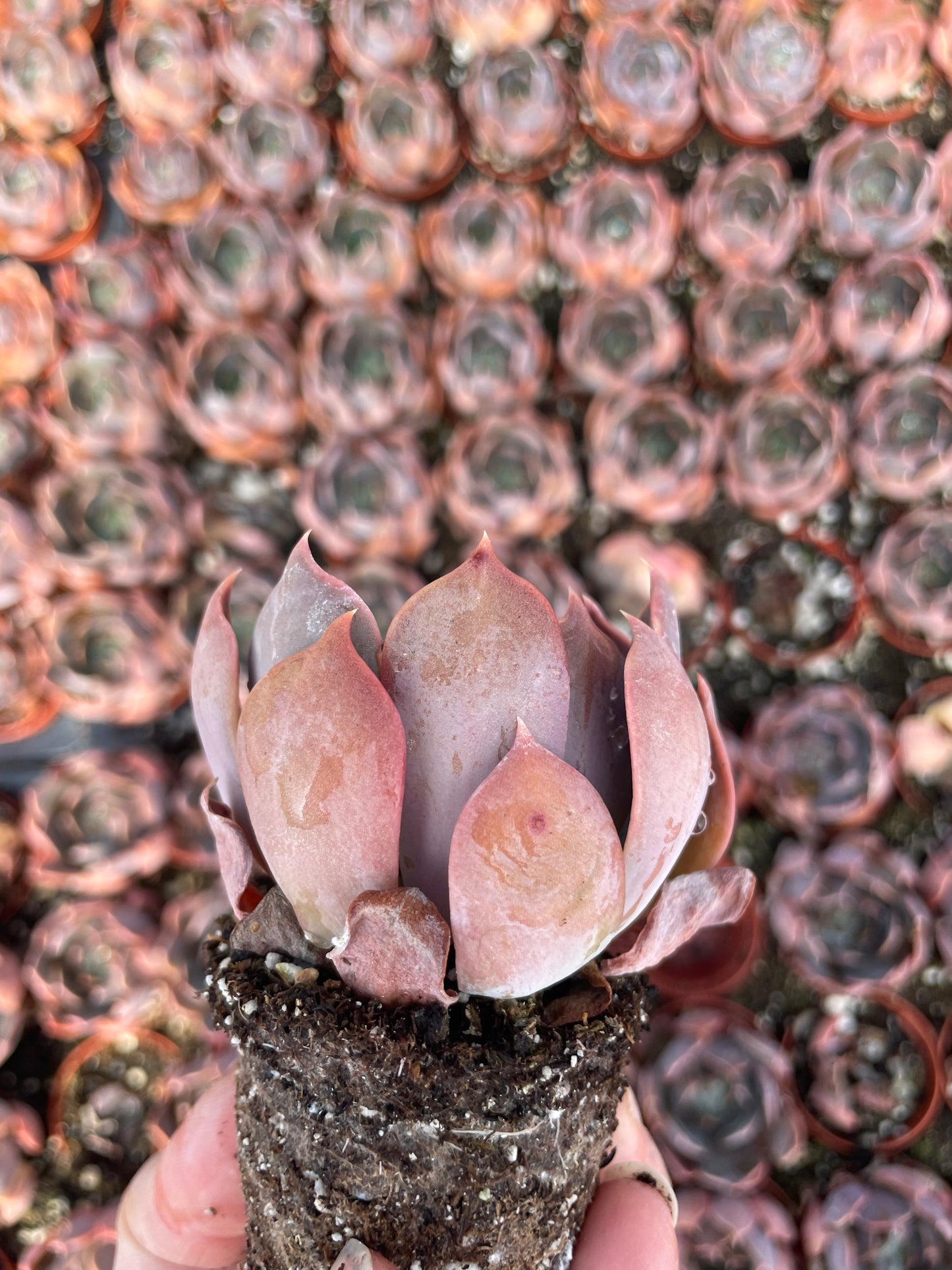 Echeveria Marrom