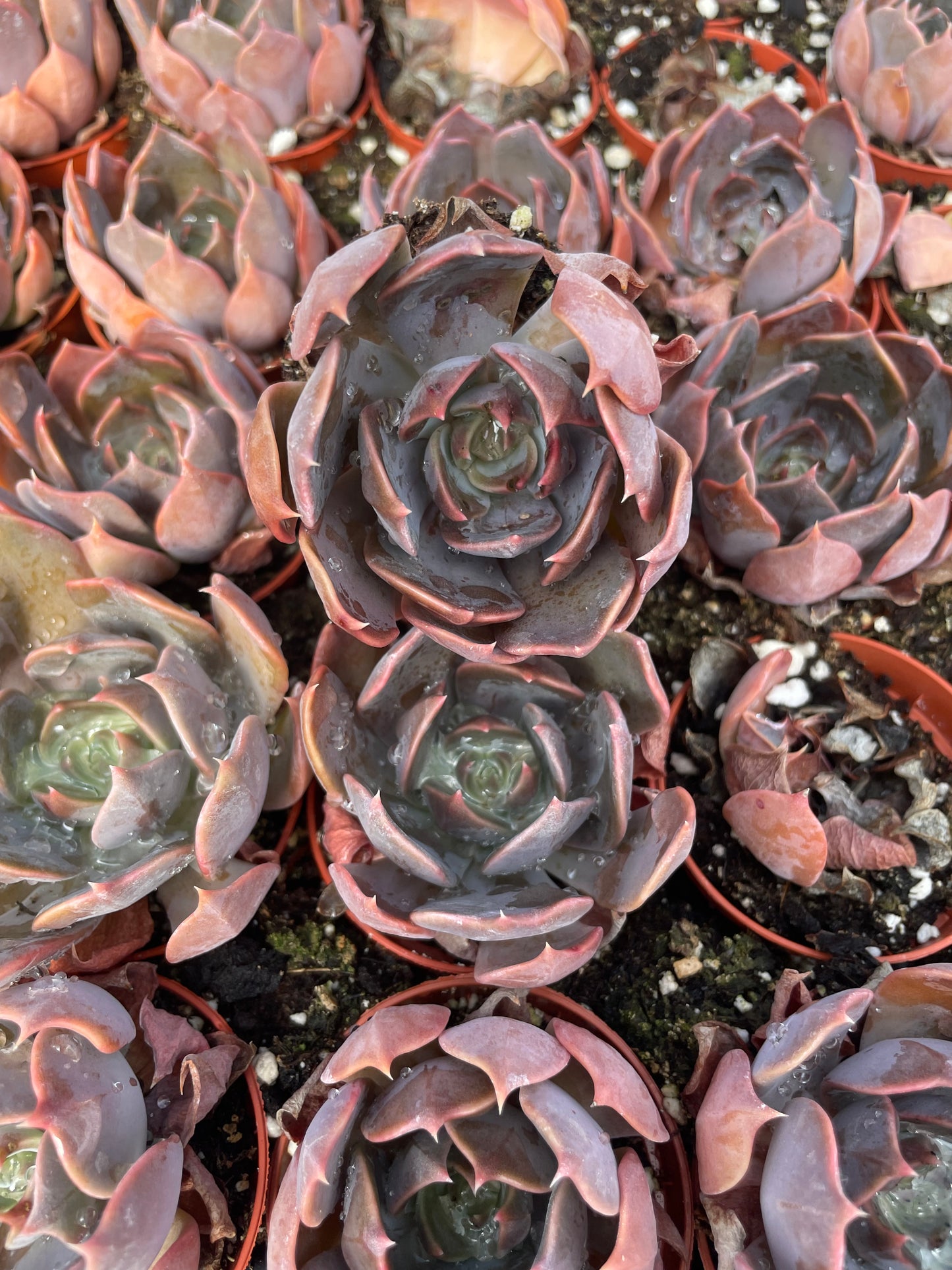Echeveria Marrom