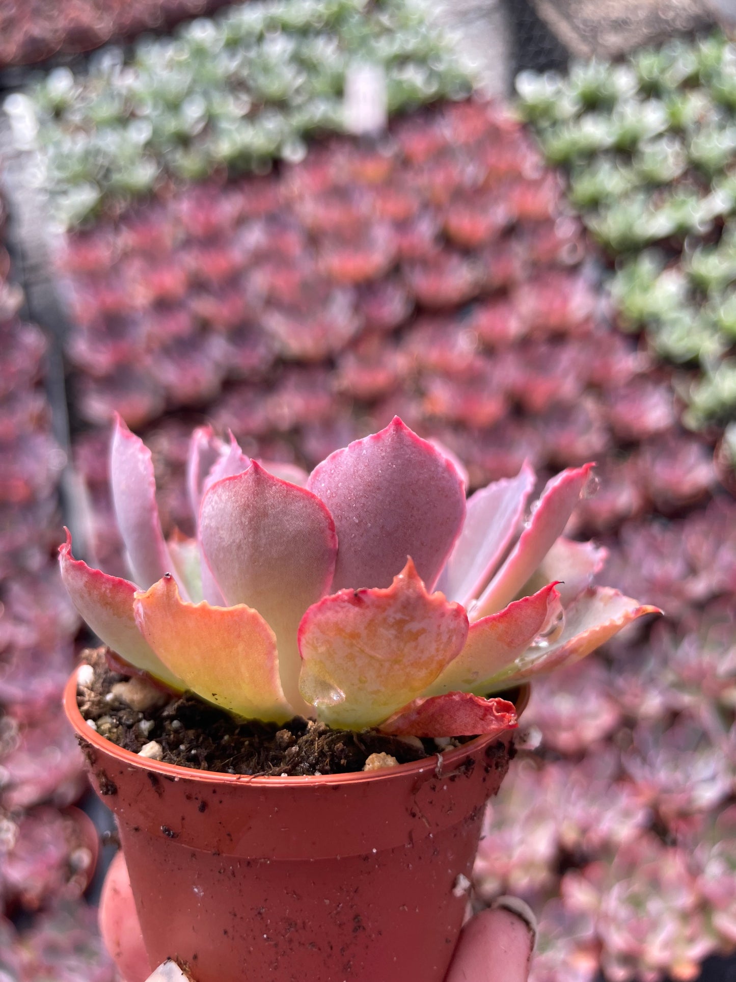 Echeveria Purple Dance