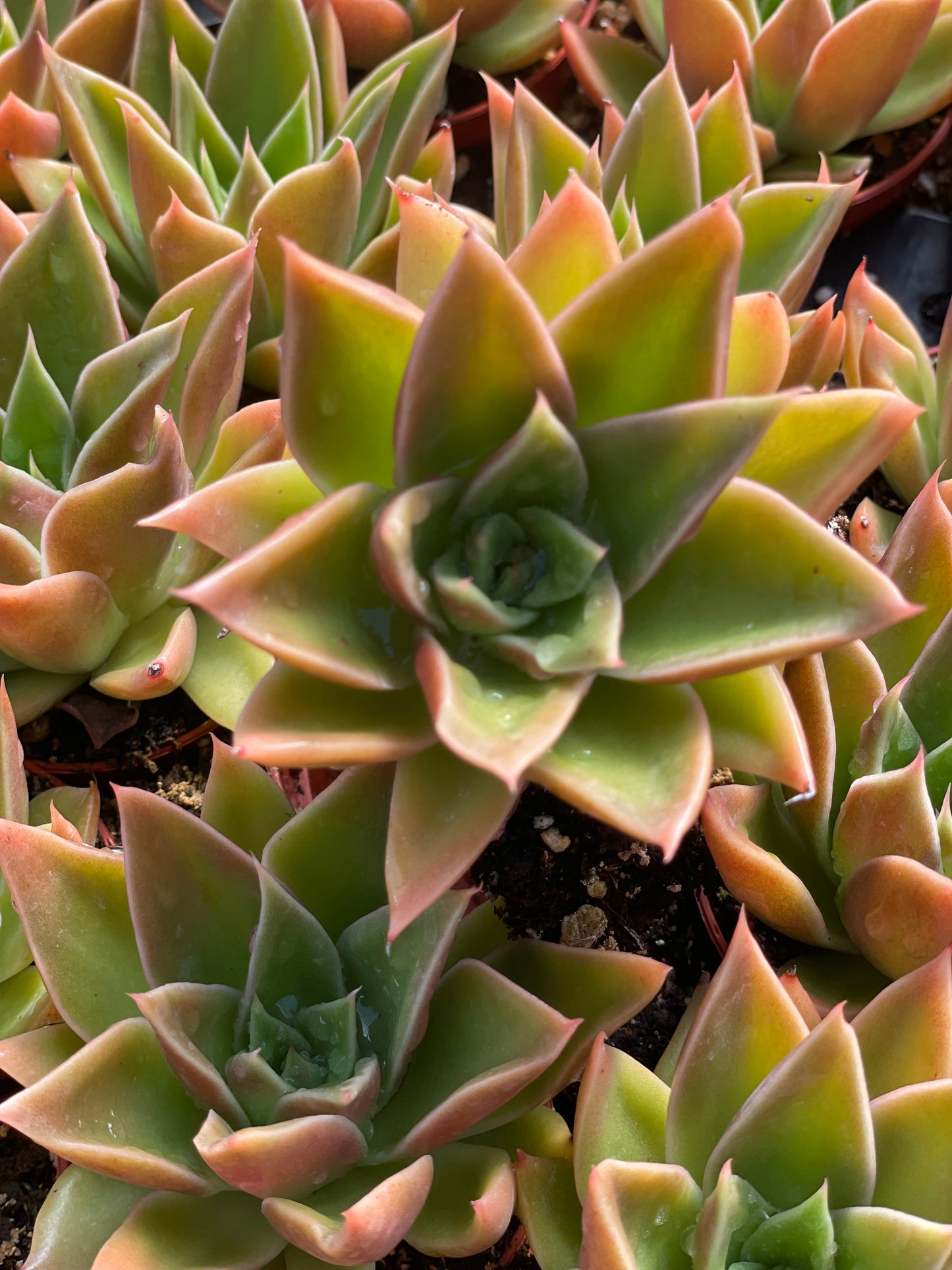 Echeveria Mexicana