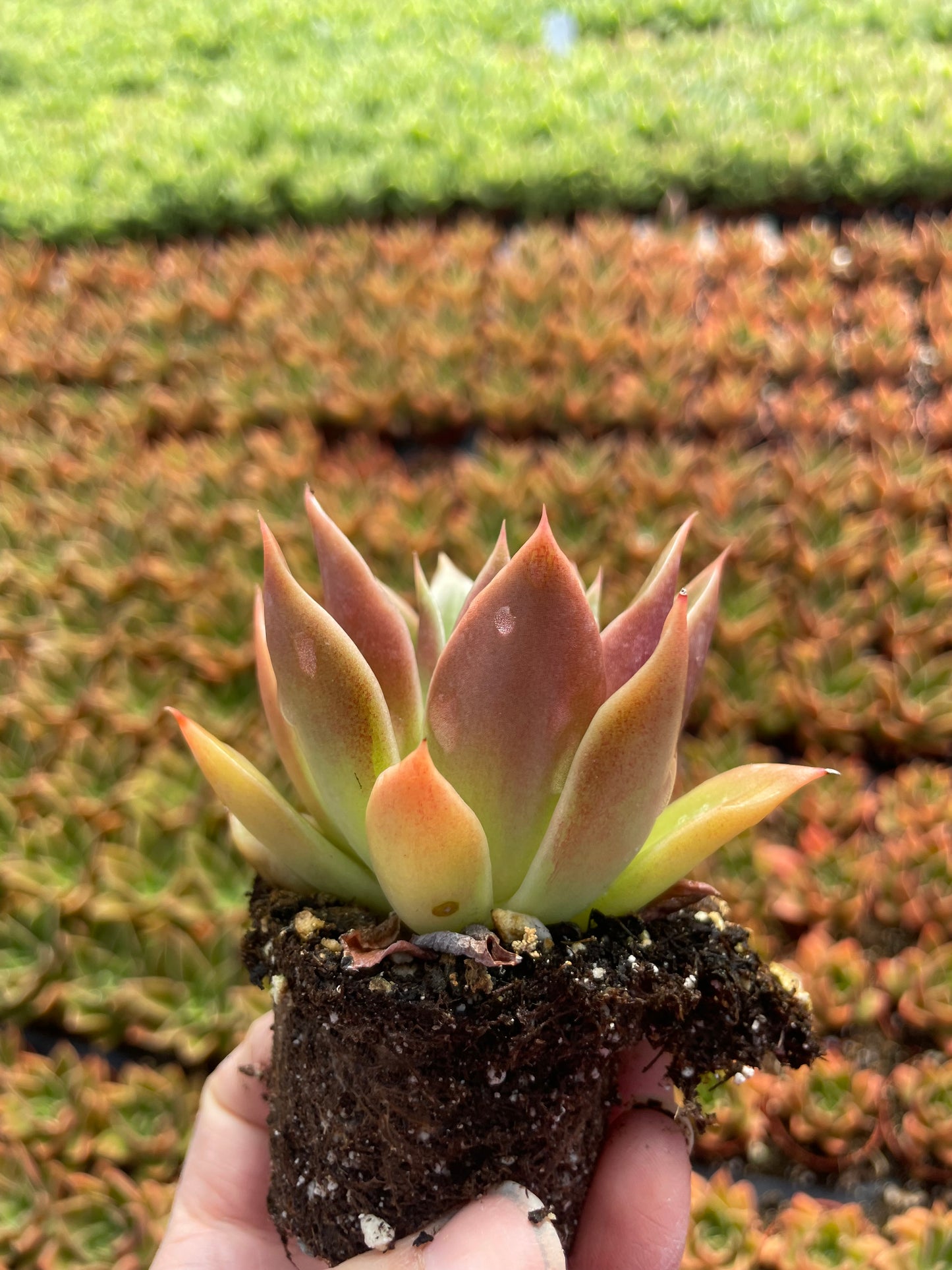 Echeveria Mexicana