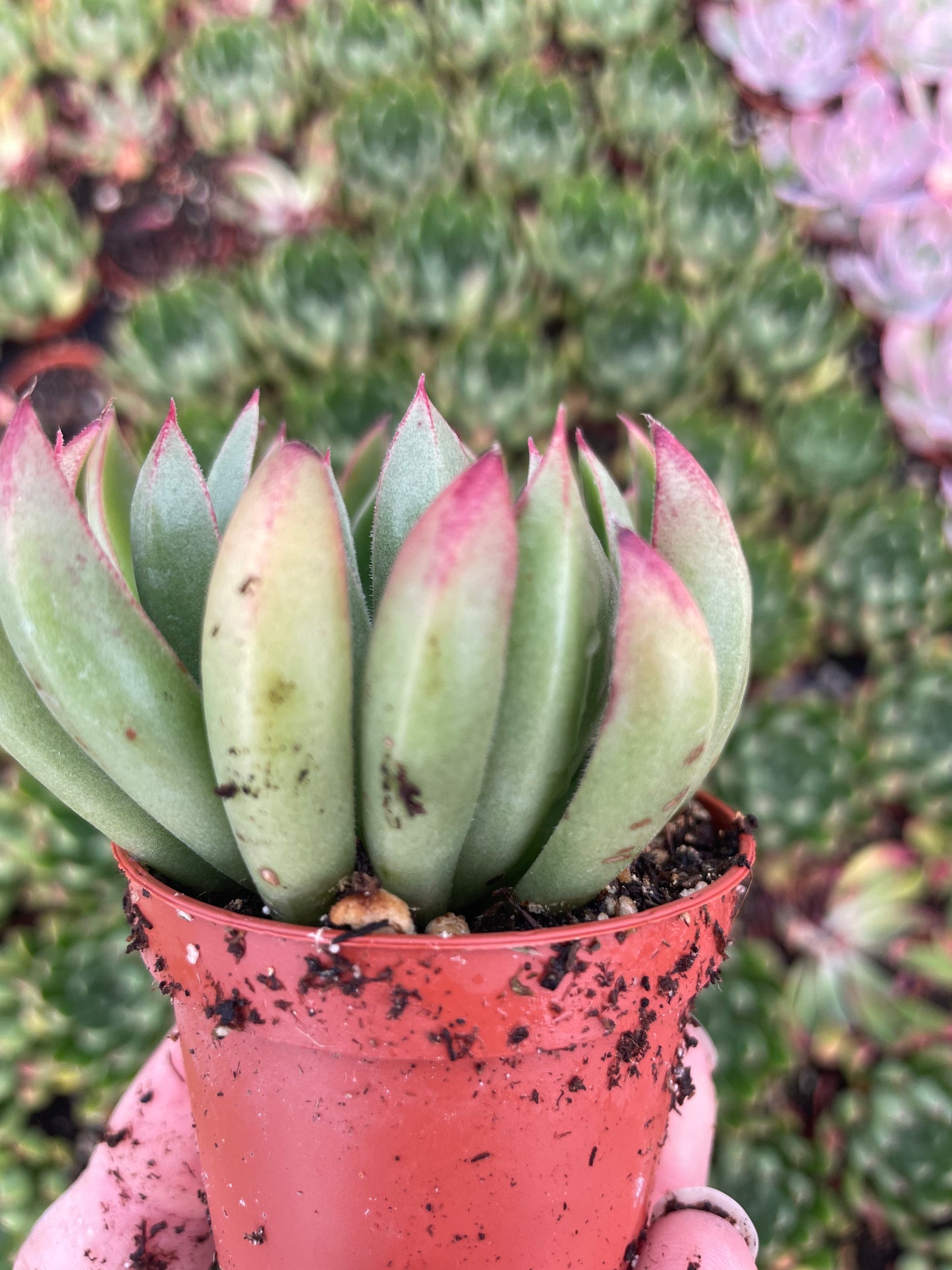 Echeveria Arco
