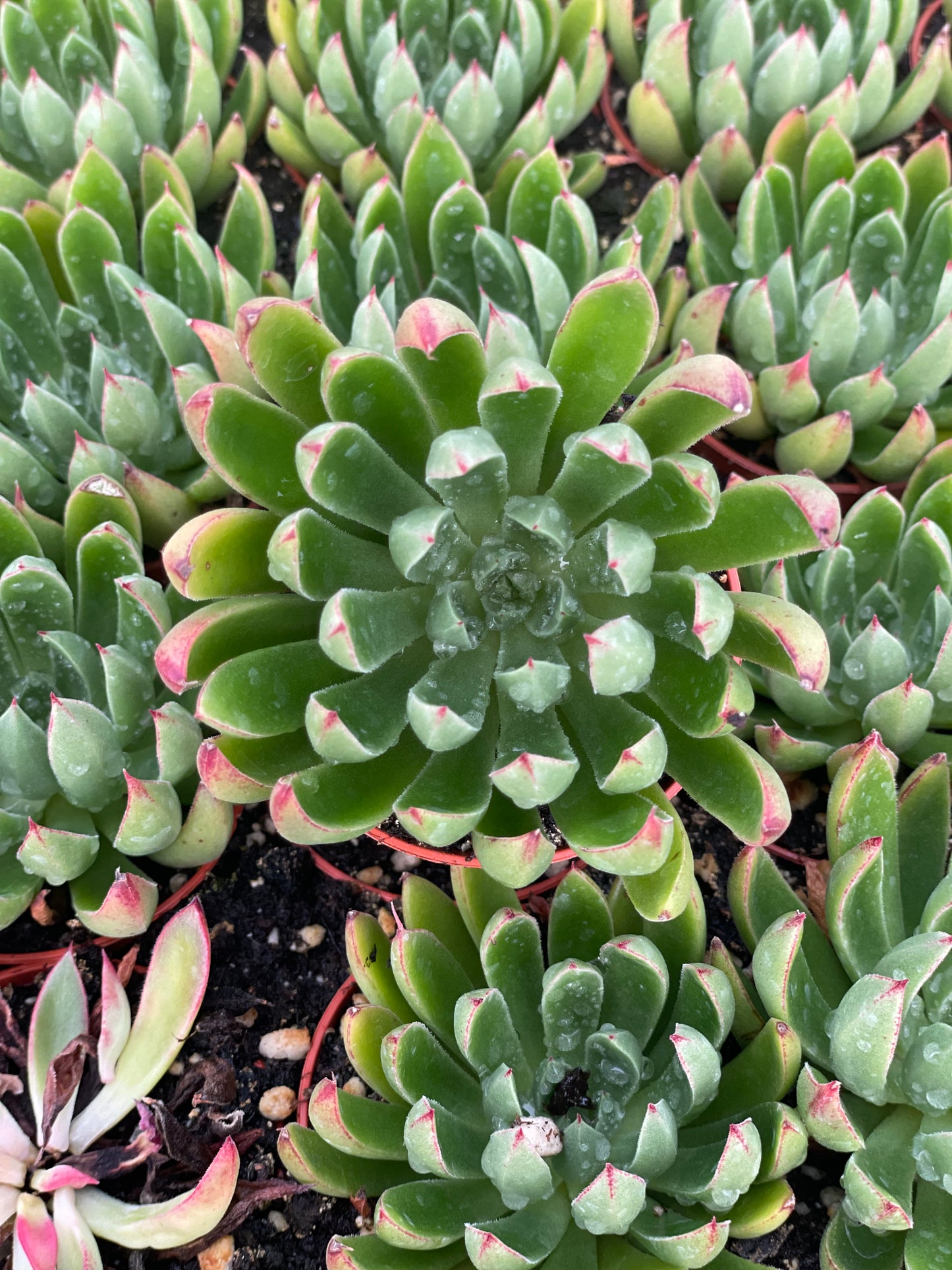 Echeveria Arco