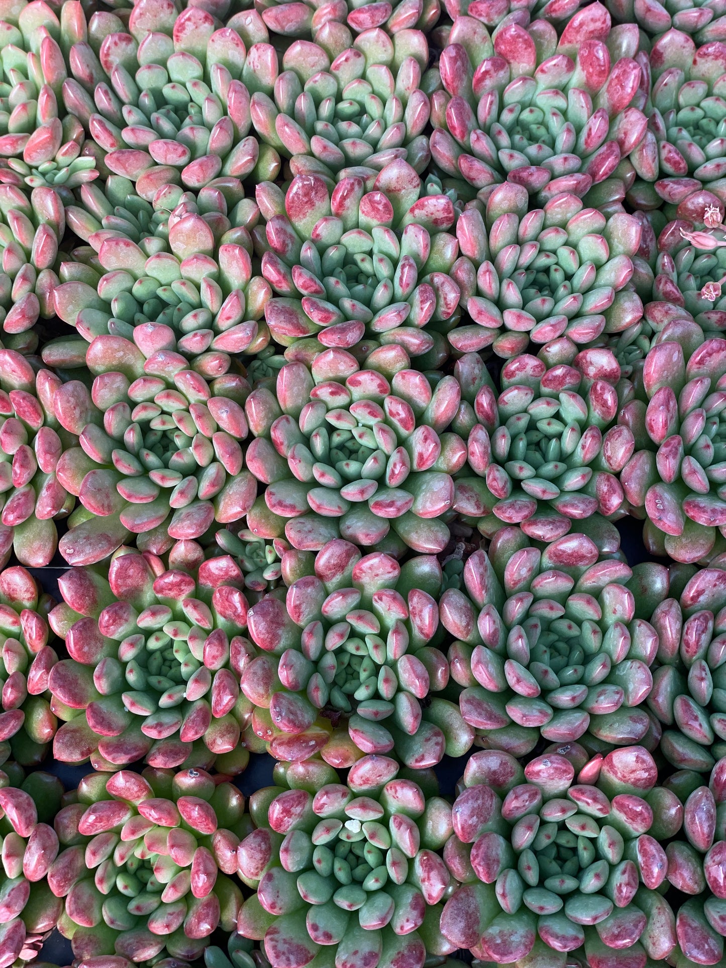 Echeveria Pink Ruby