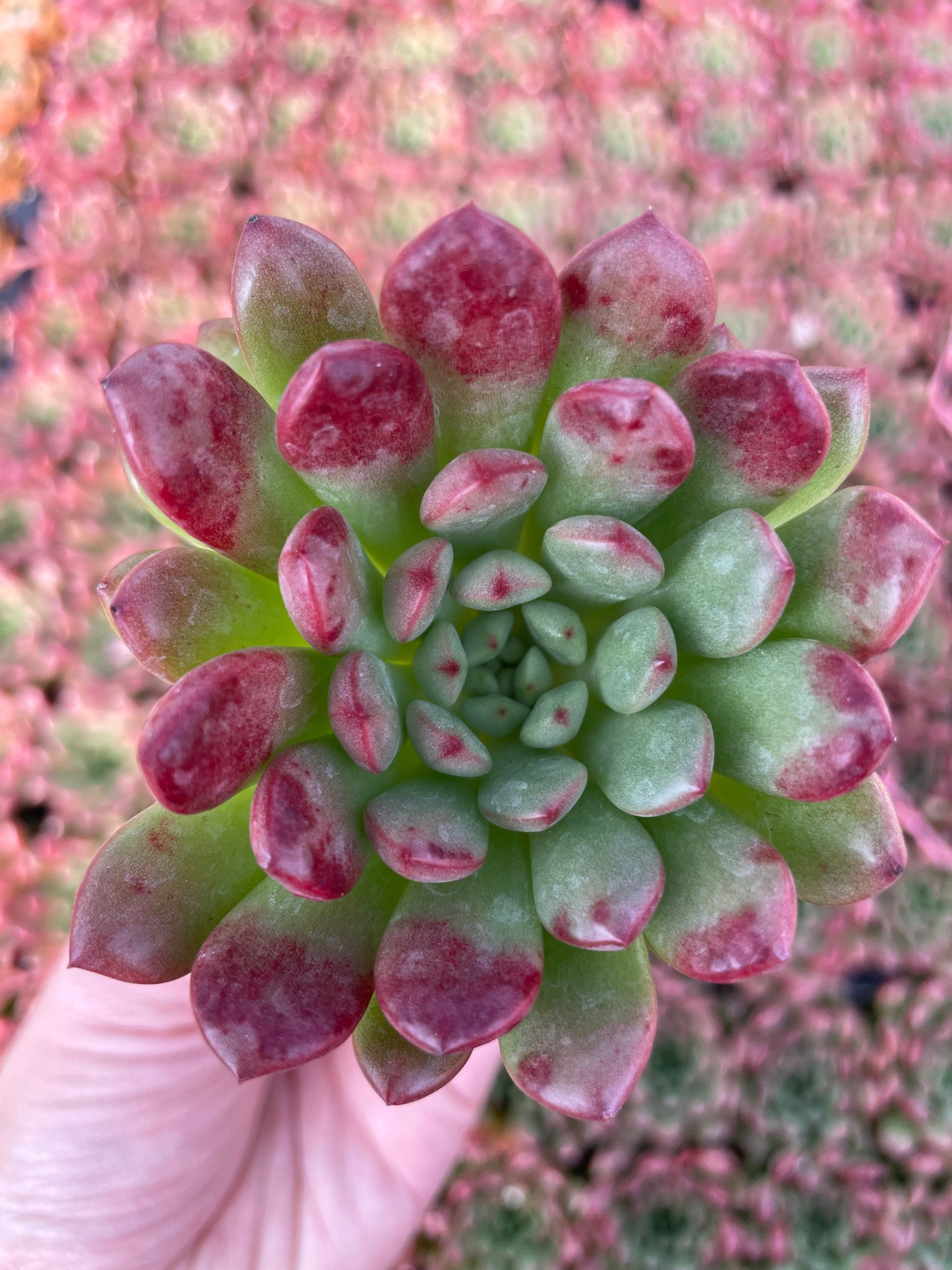 Echeveria Pink Ruby