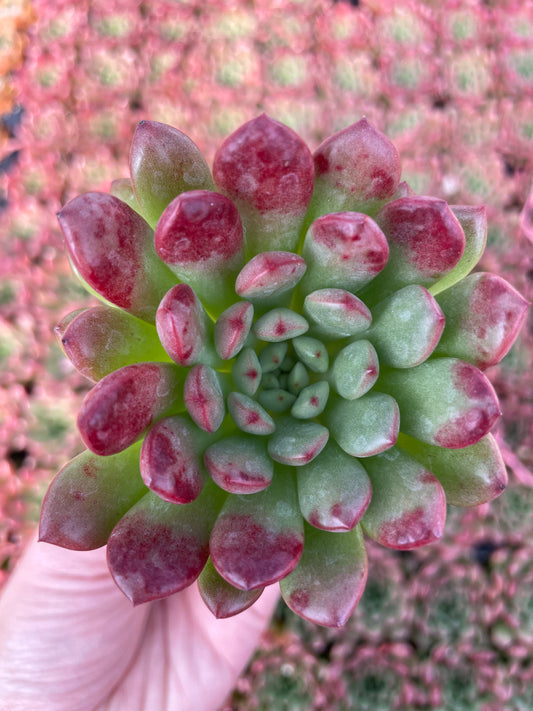Echeveria Pink Ruby - Tray of 40